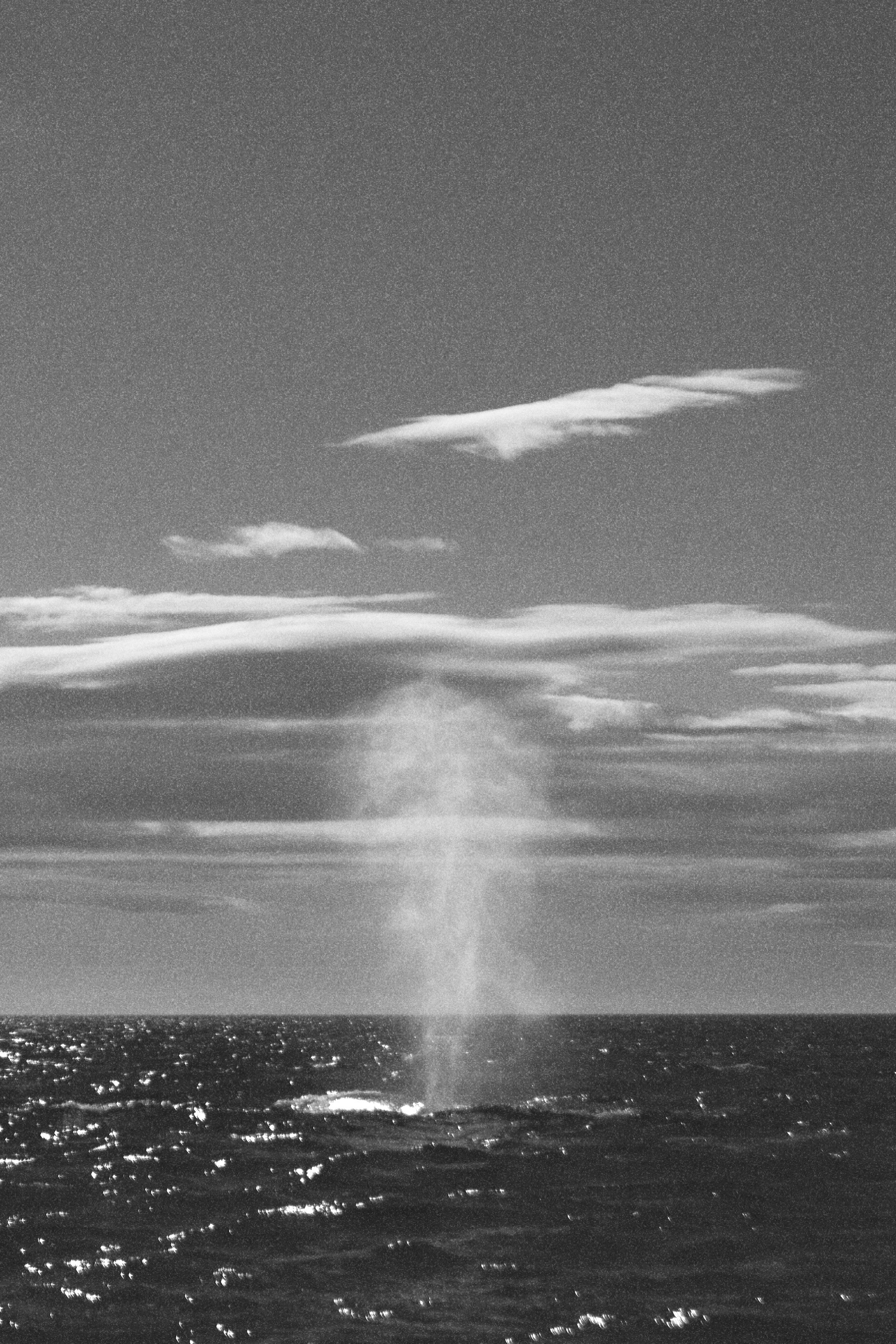 Baleine crachant de l’eau dans l’océan