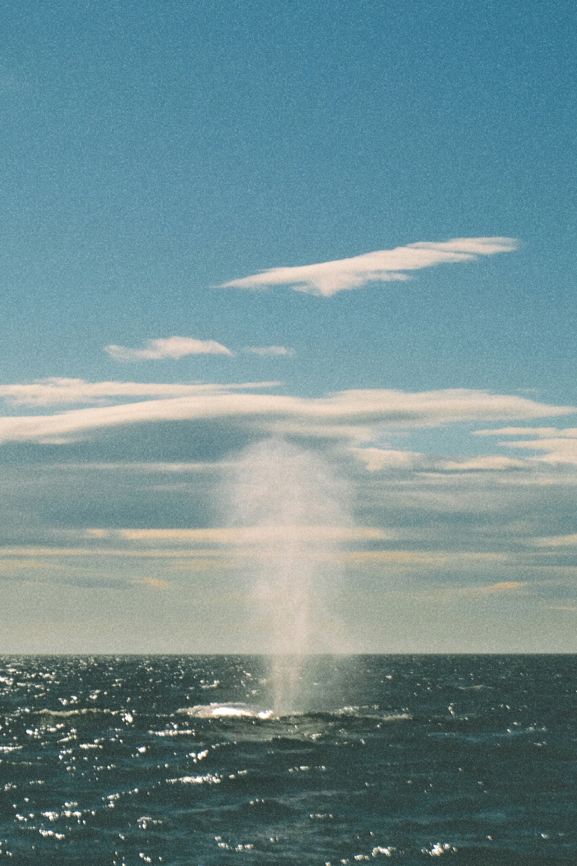 Baleine crachant de l’eau dans l’océan sous le ciel bleu