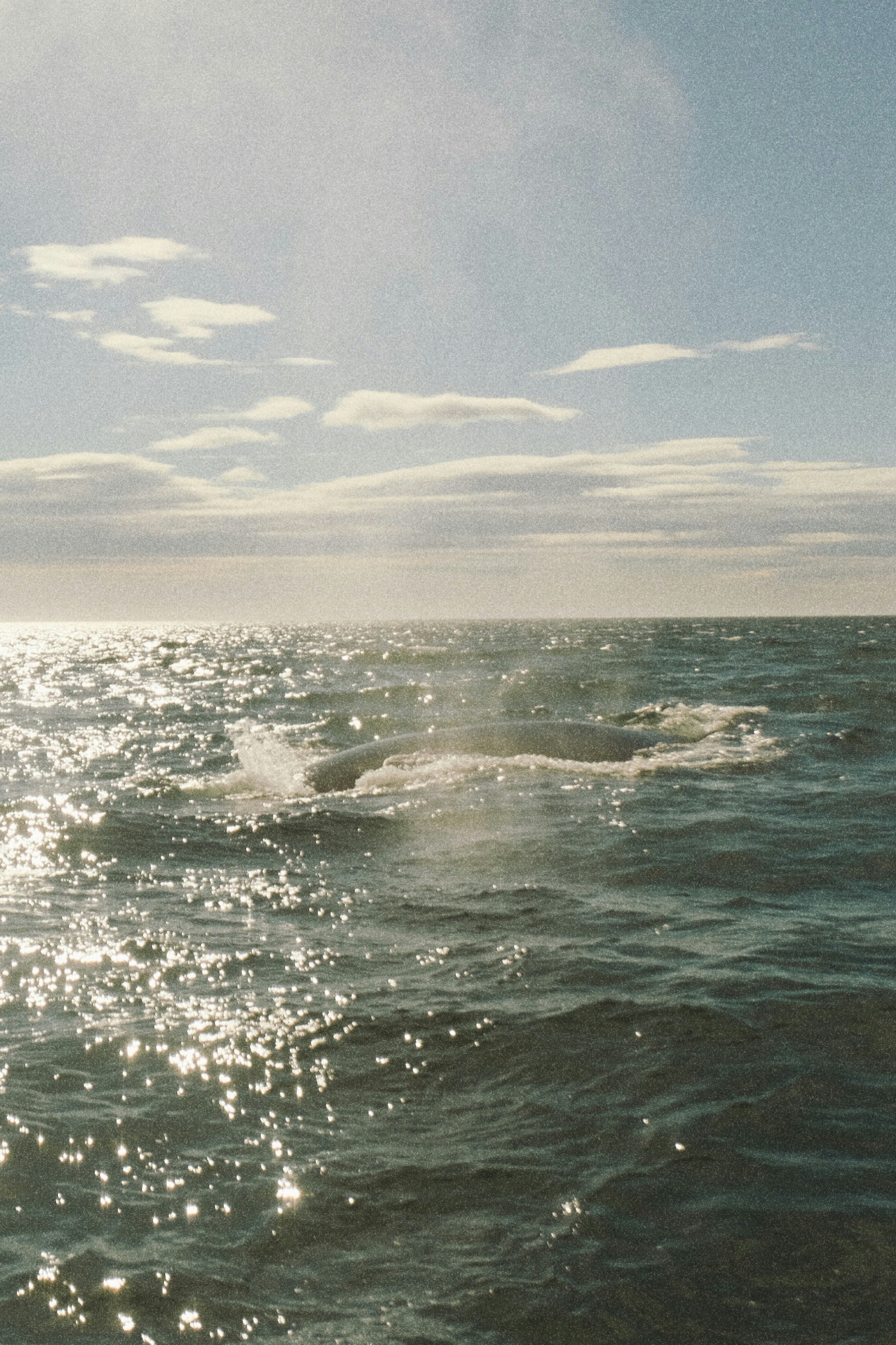 Une baleine crache de l’eau dans l’océan scintillant.