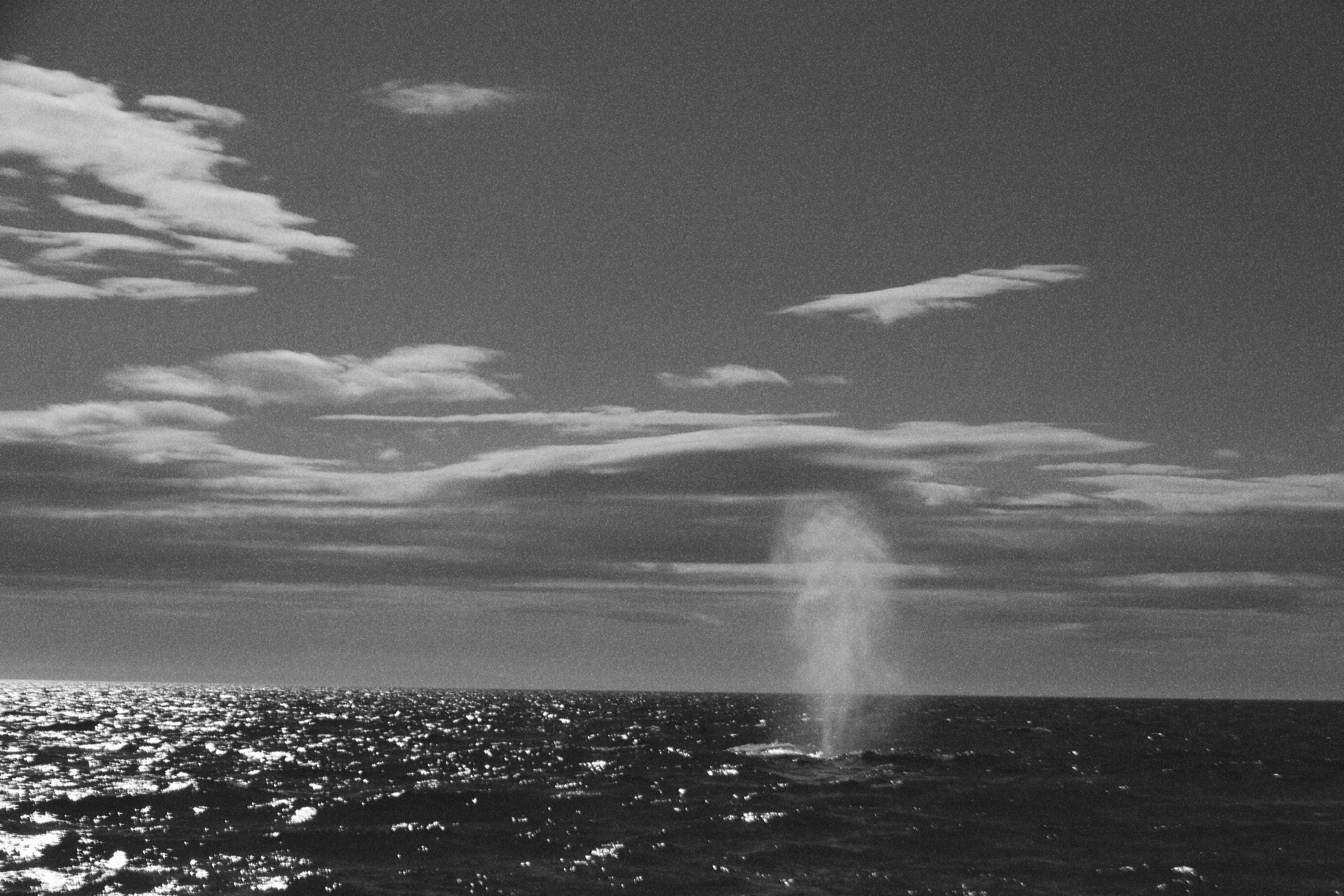 Baleine crachant de l’eau dans l’océan