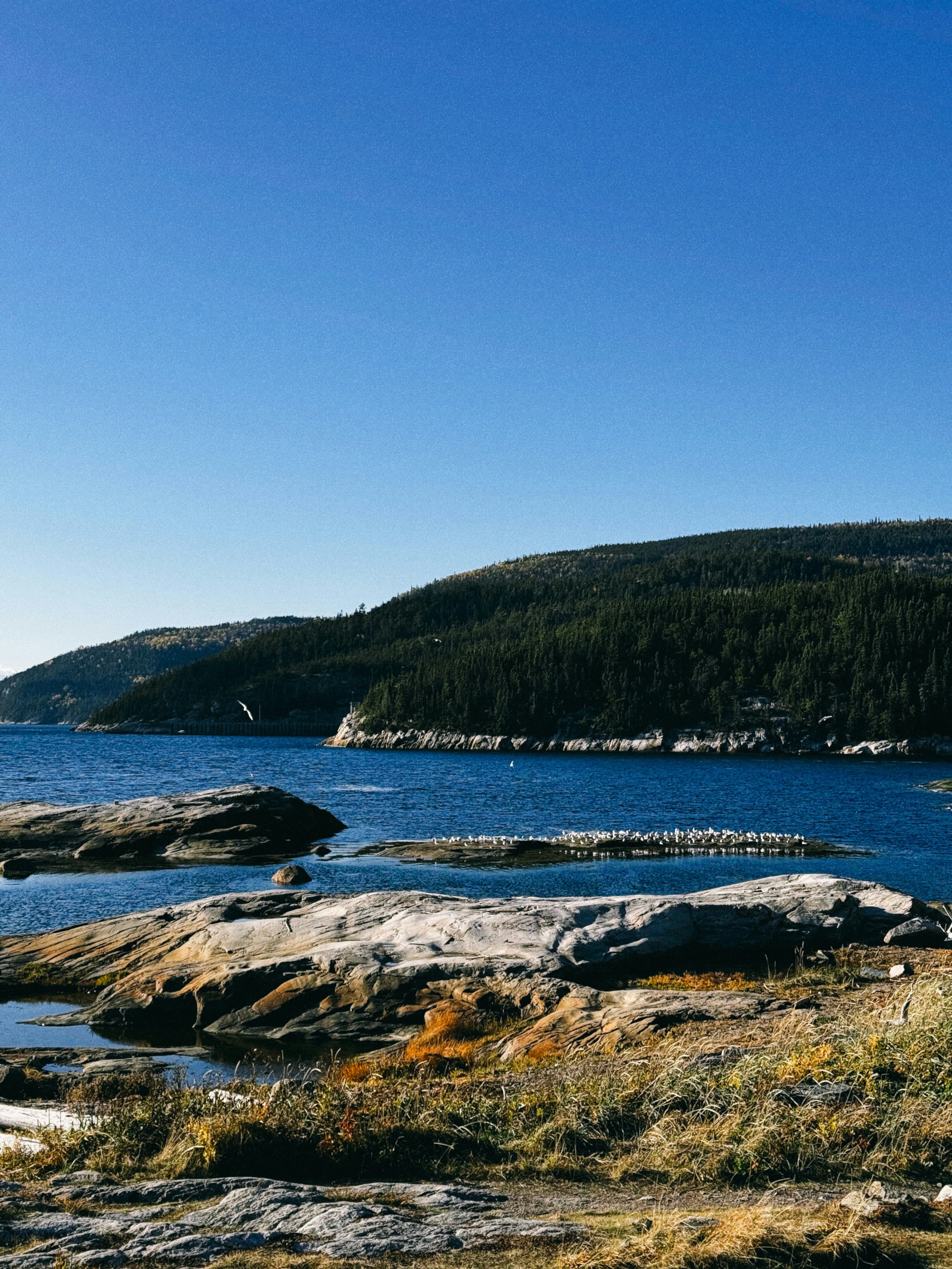 Littoral rocheux avec eau bleue et forêt verte