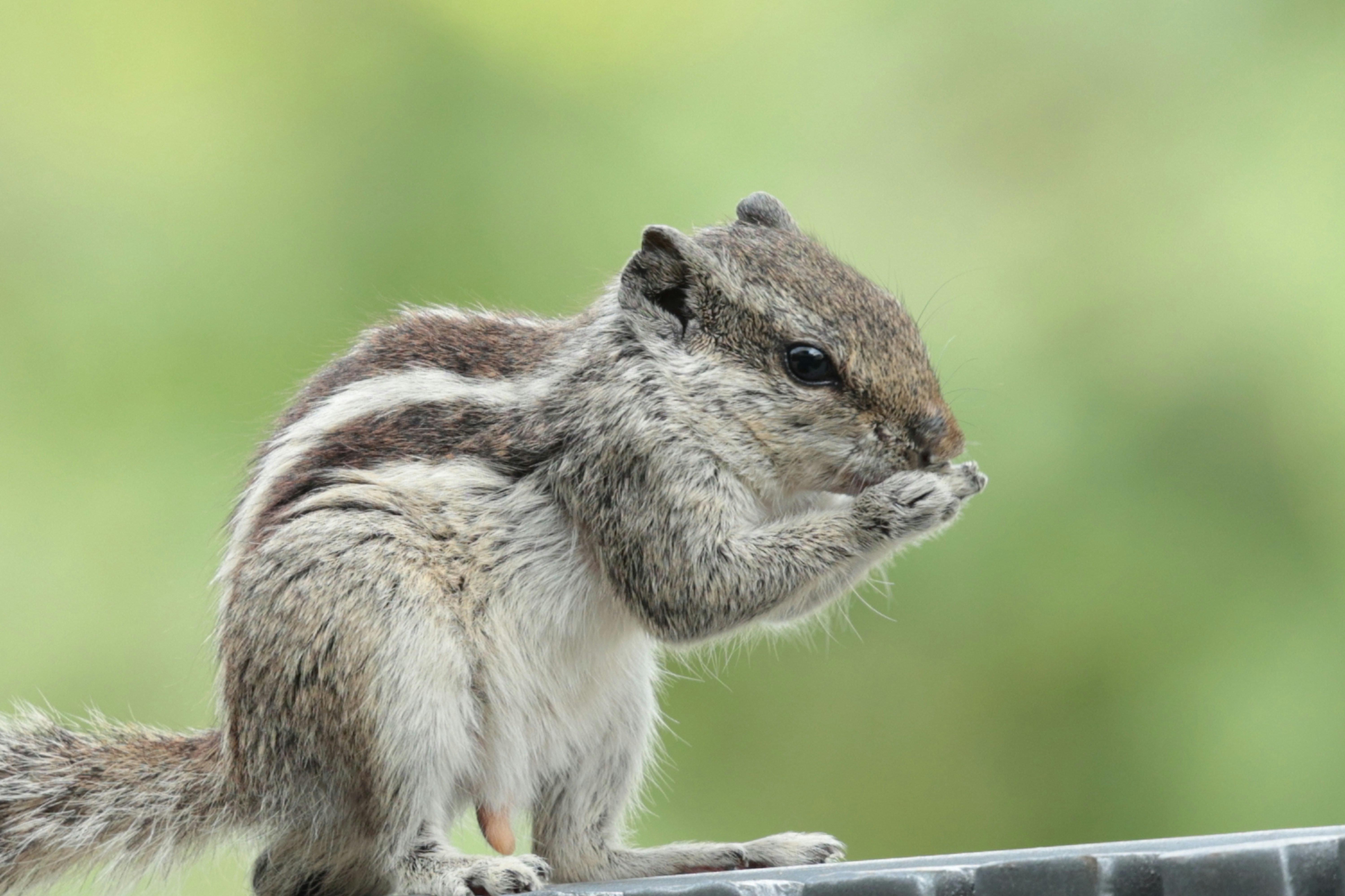 A squirrel eating with its paws