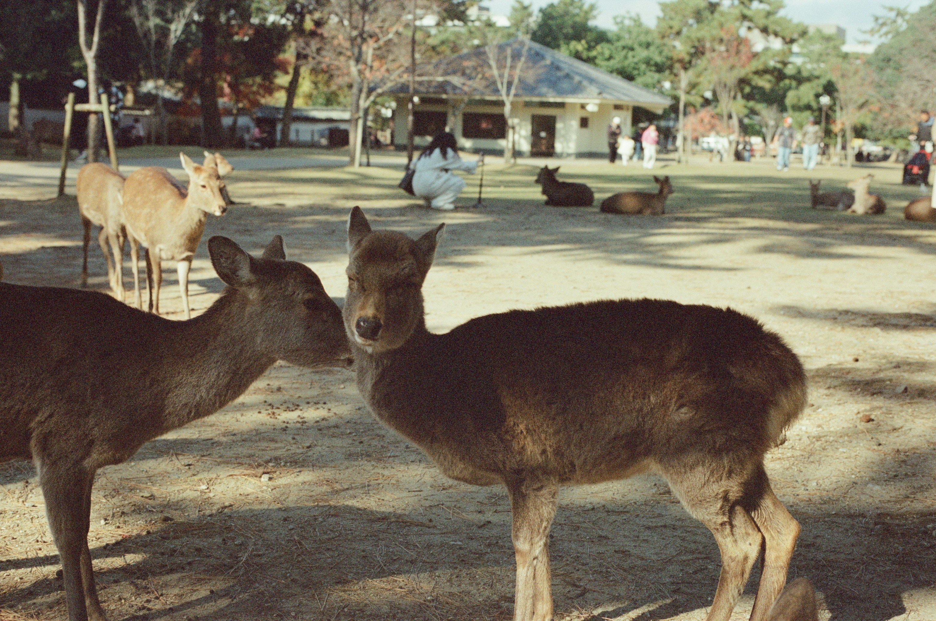 Cerf dans un parc avec des gens et des bâtiments.
