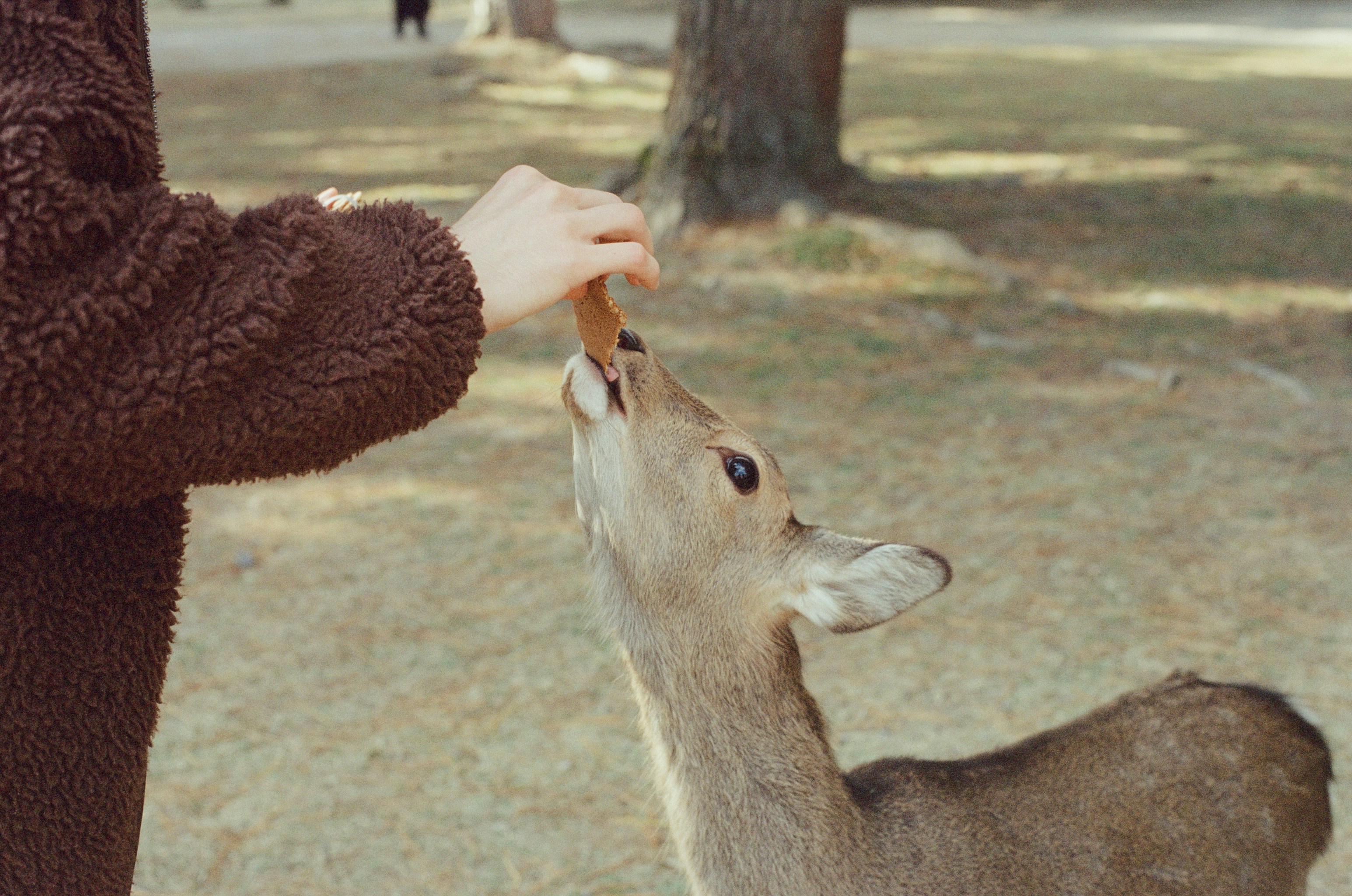 Person feeding a deer a carrot in a park.