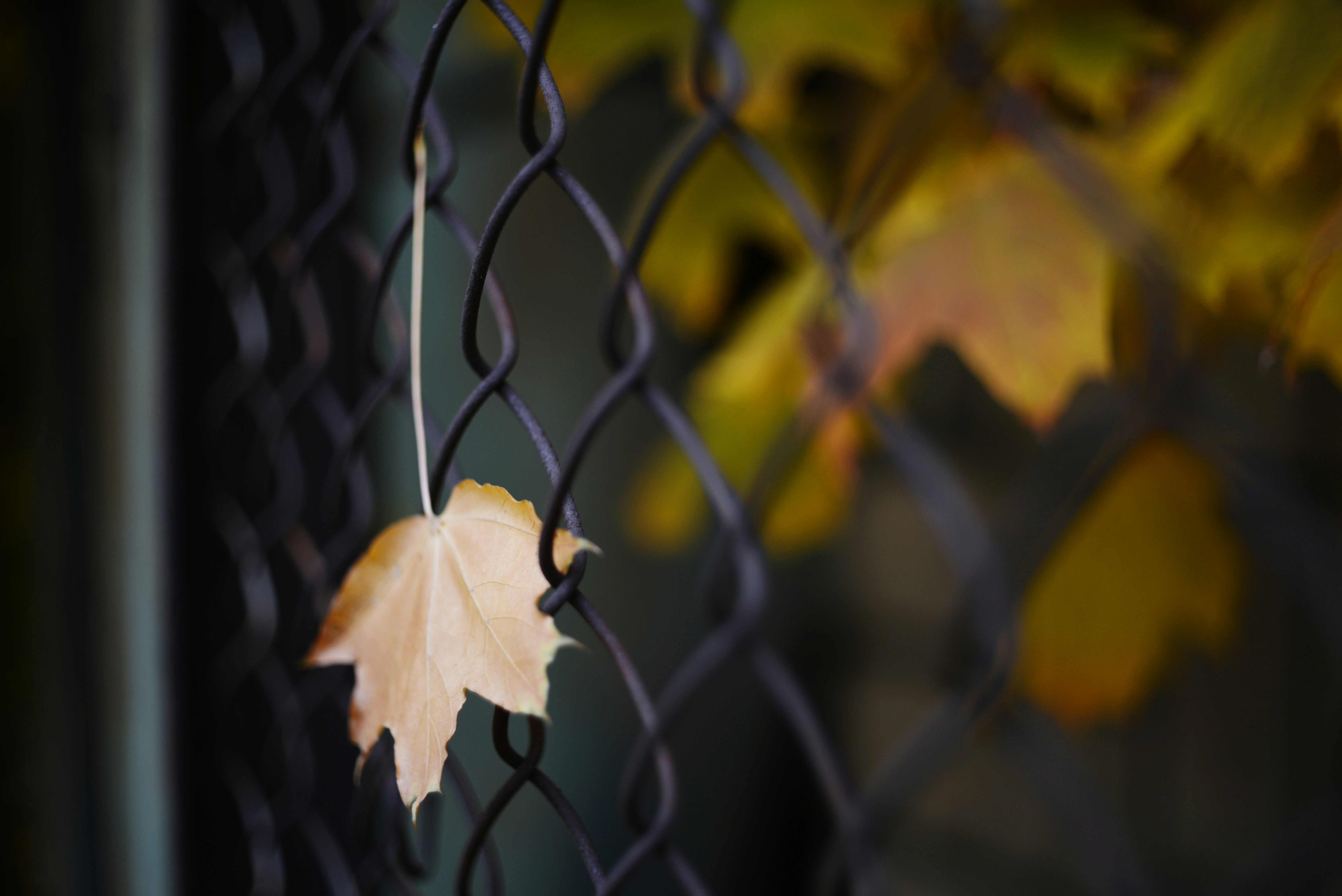 Photo by cherstve_pechivo