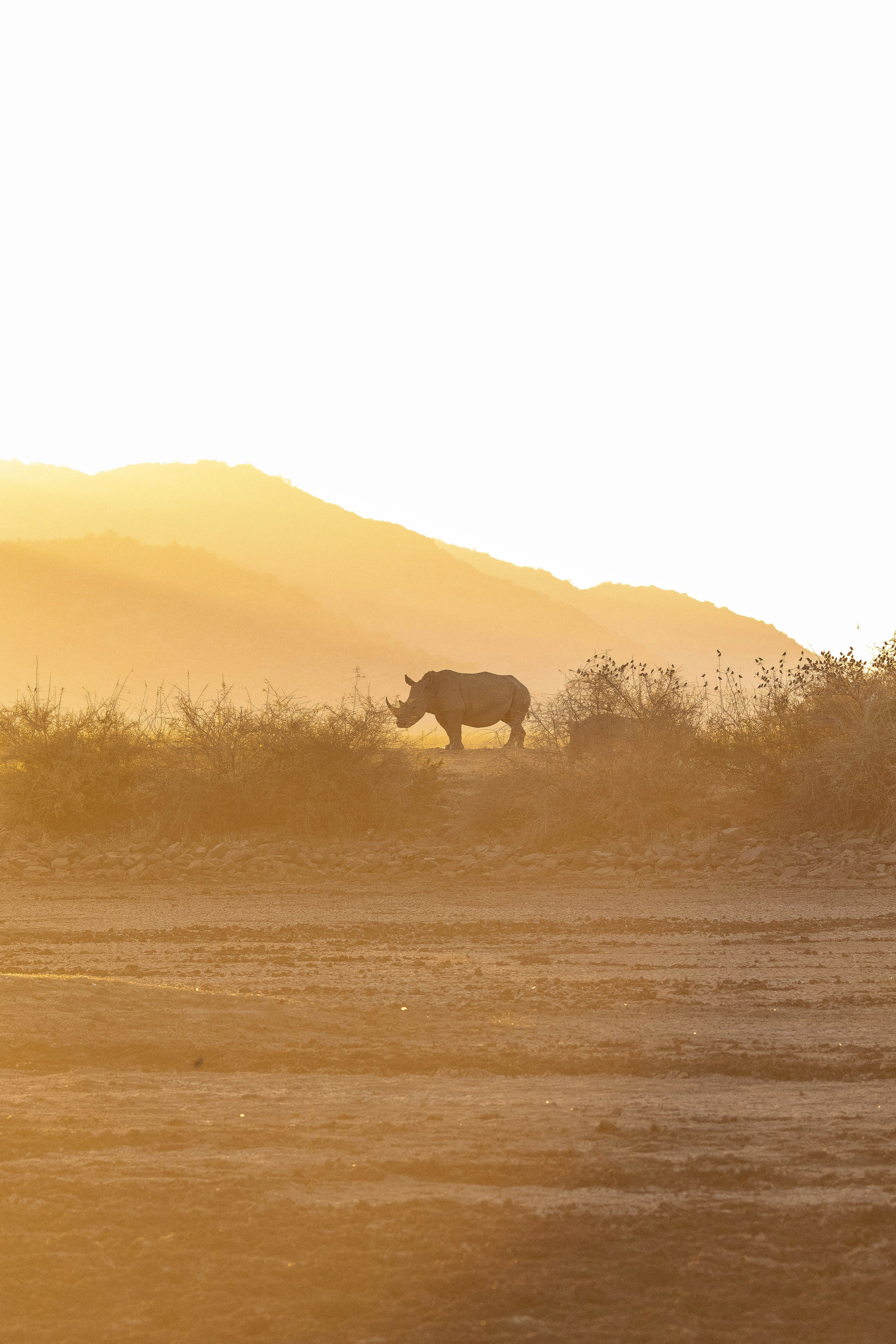 A lone rhinoceros walks in the golden light of sunset.