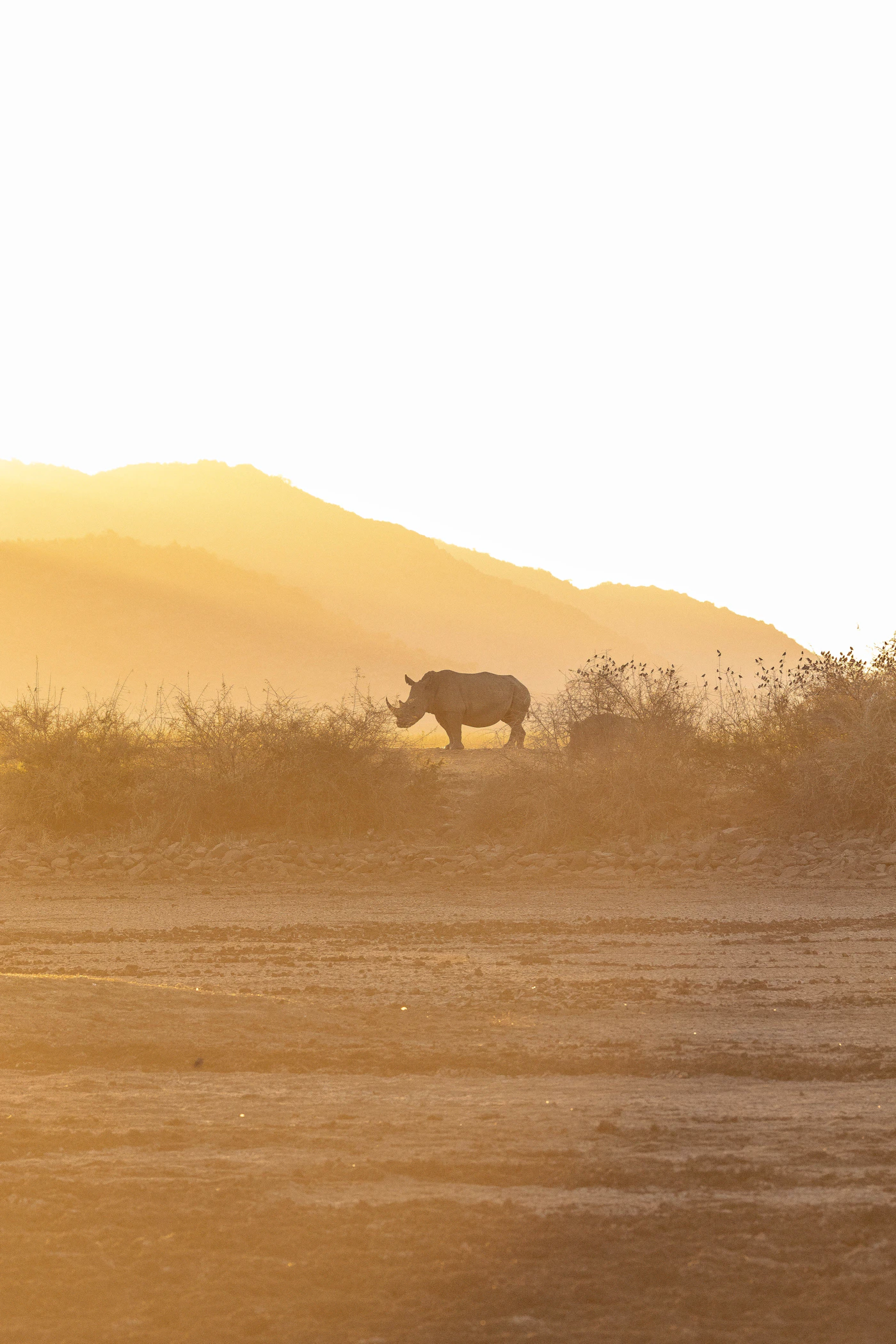 A rhino caught in low golden light, the red dust visible on its hide