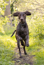 A german shorthaired pointer running on a path.