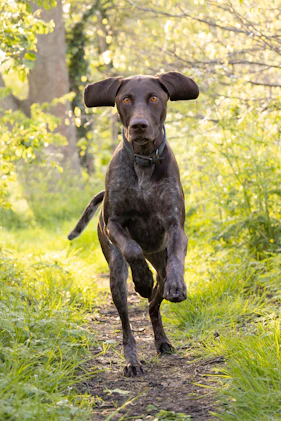 A german shorthaired pointer running on a path.