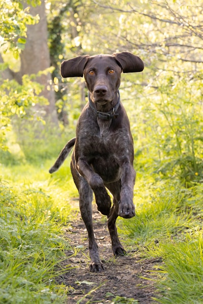 Dog Walker Insurance UK: Best Policies for Professional Walkers