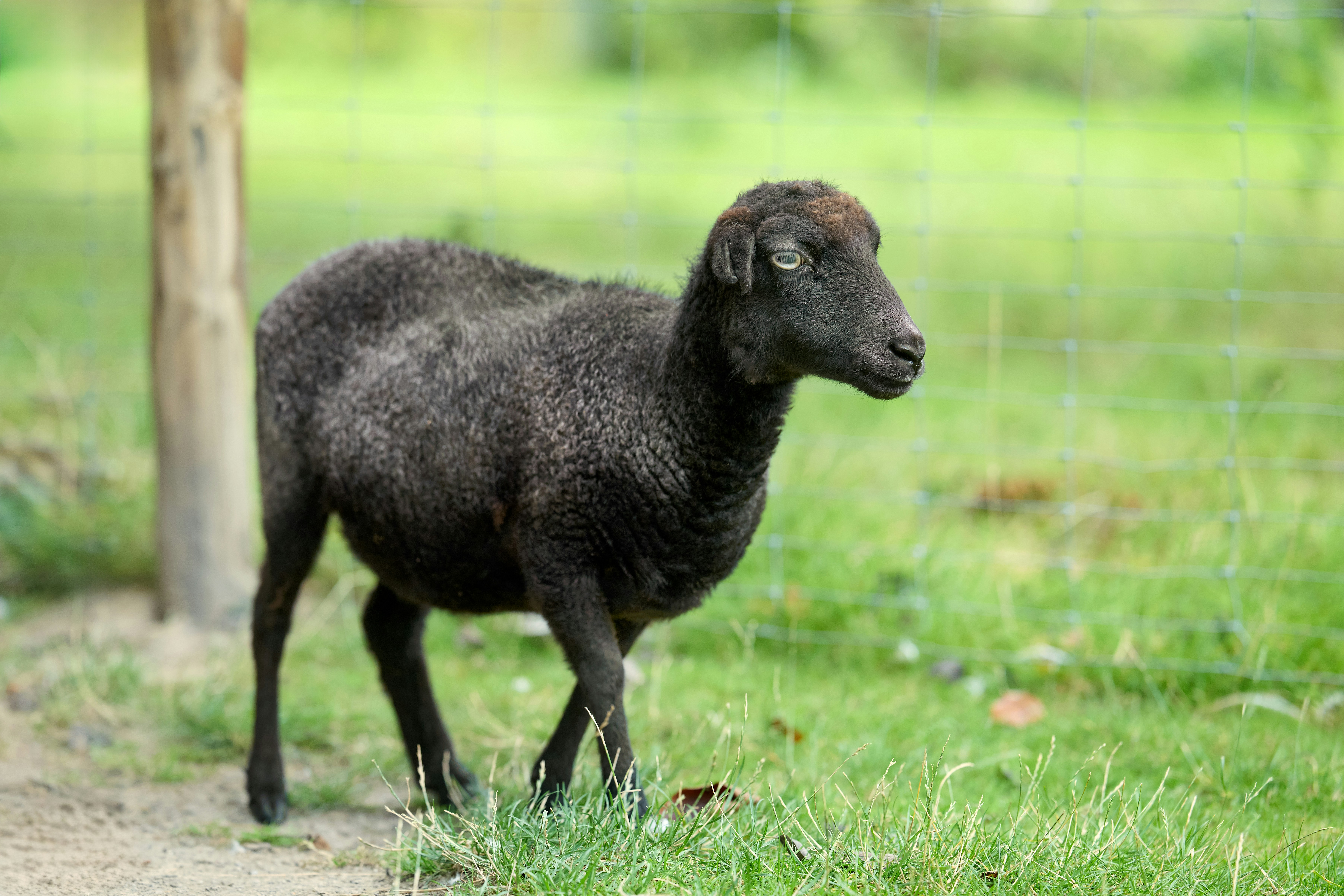 Photo by erwinbosman