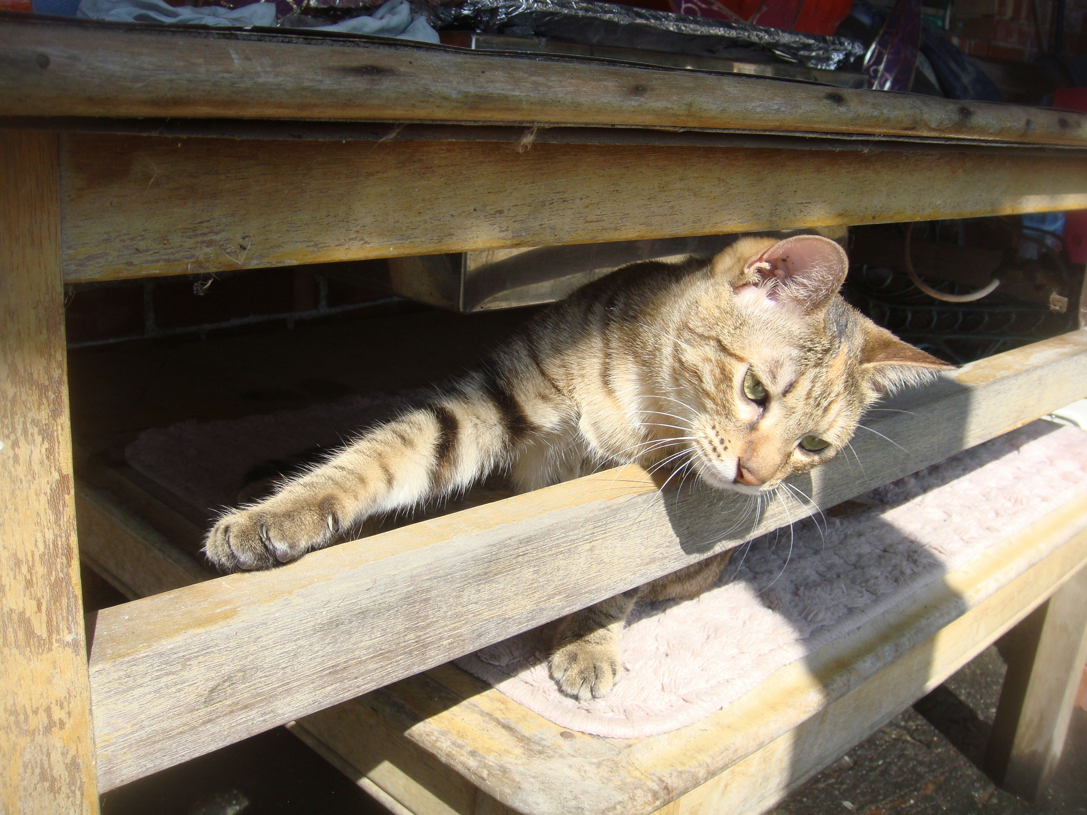 A tabby cat rests under a wooden table.
