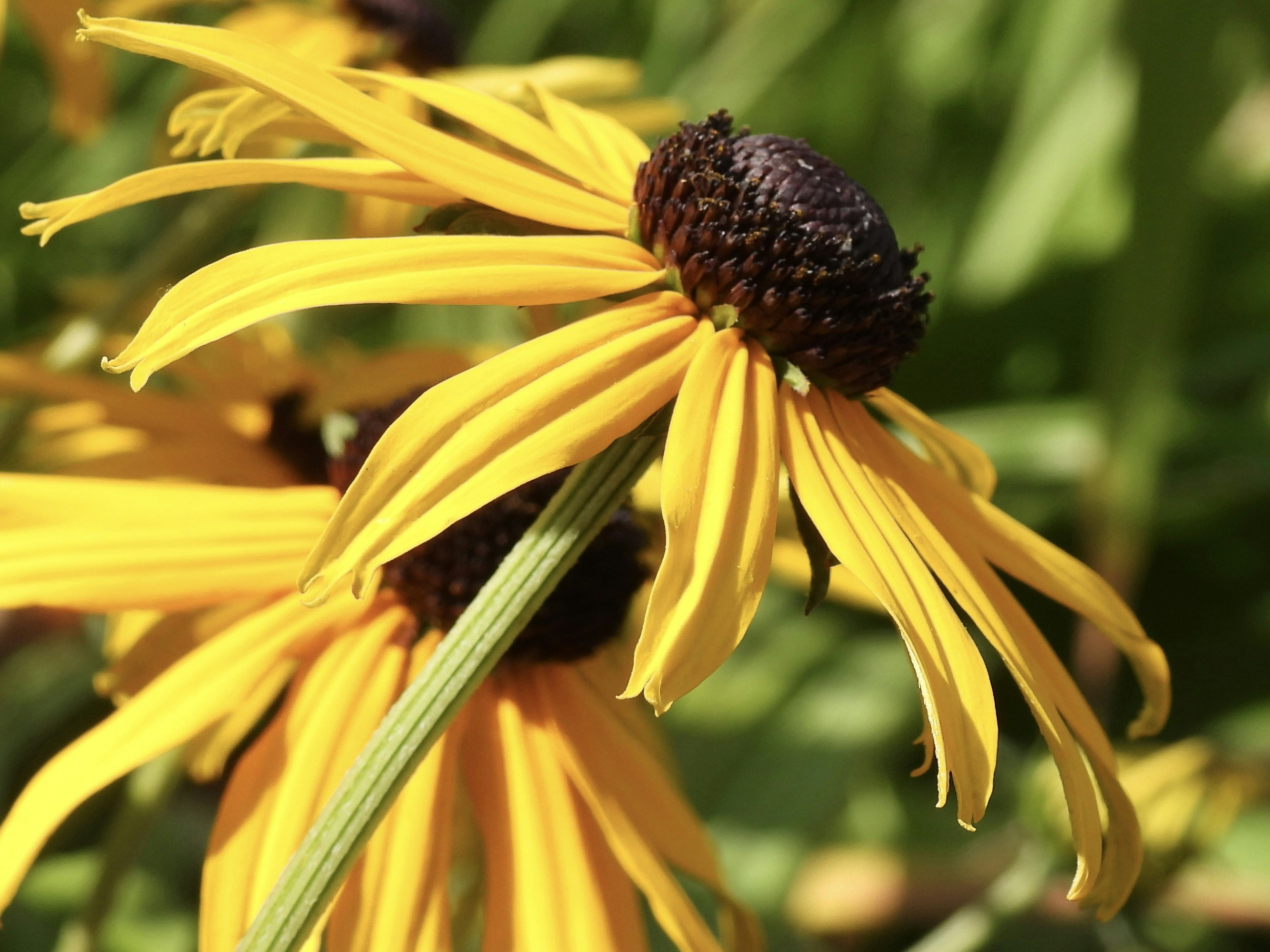 Photo by yayafreemandesigns