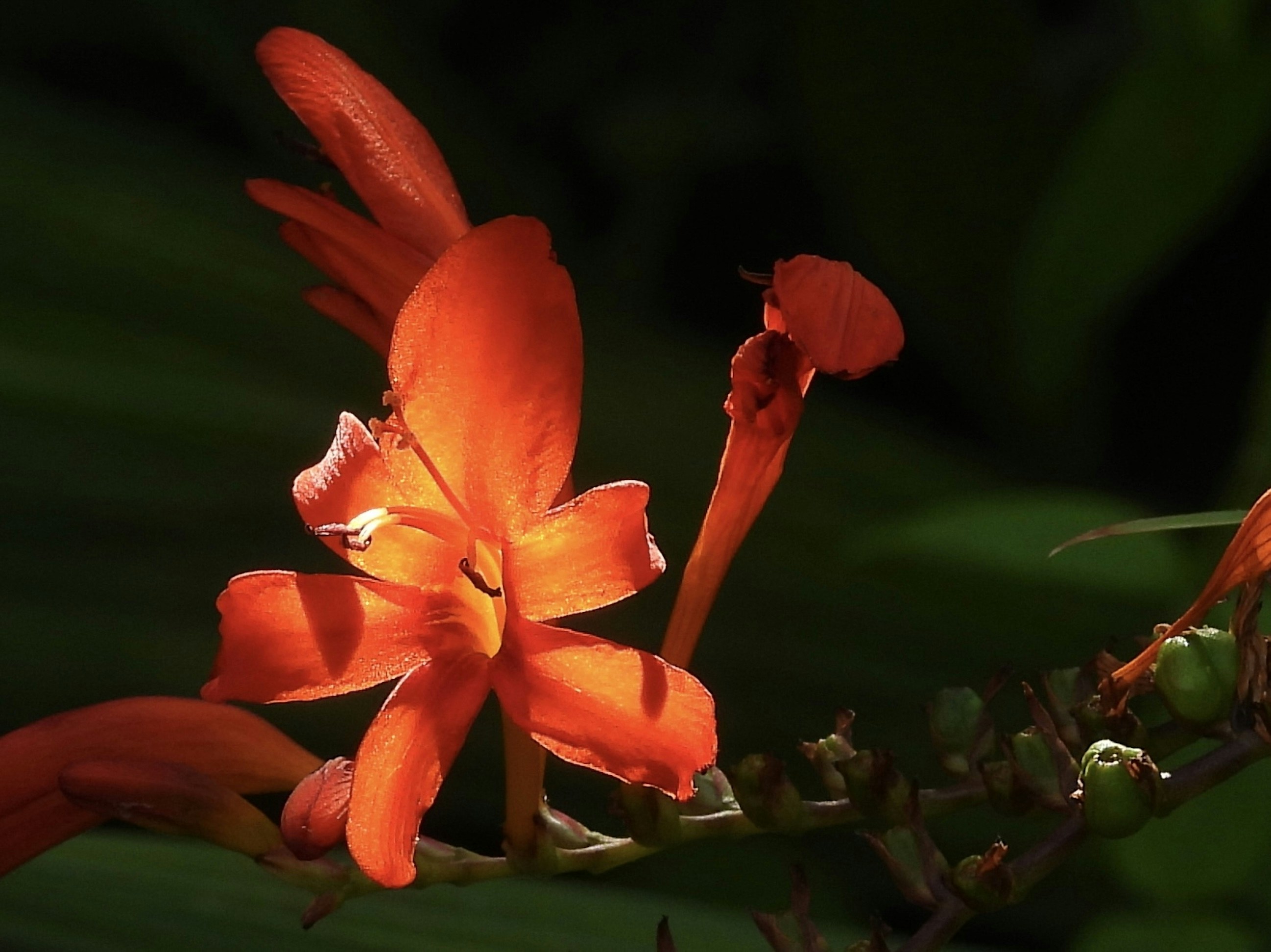 Photo by yayafreemandesigns