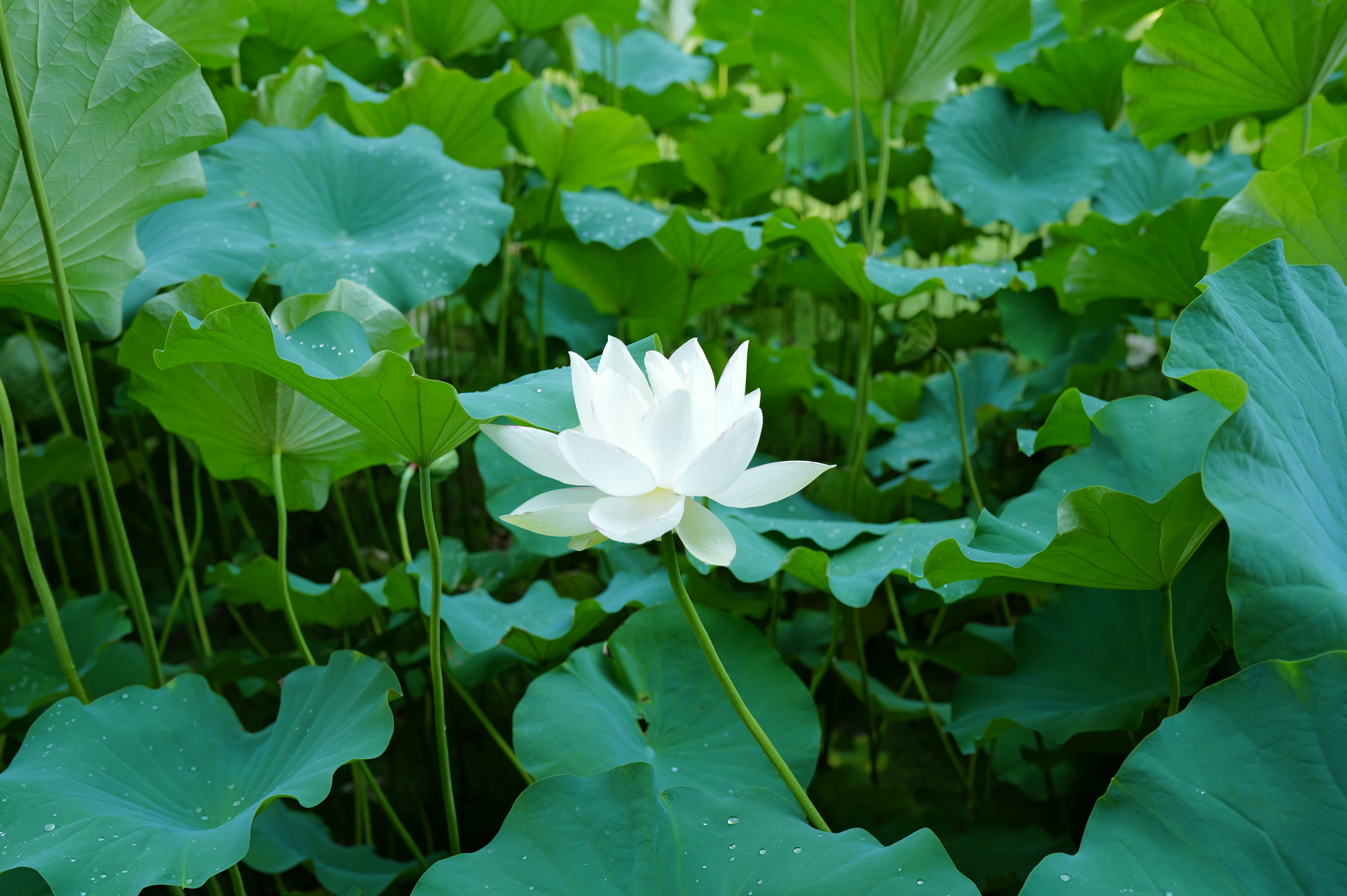 A single white lotus flower among green lily pads.