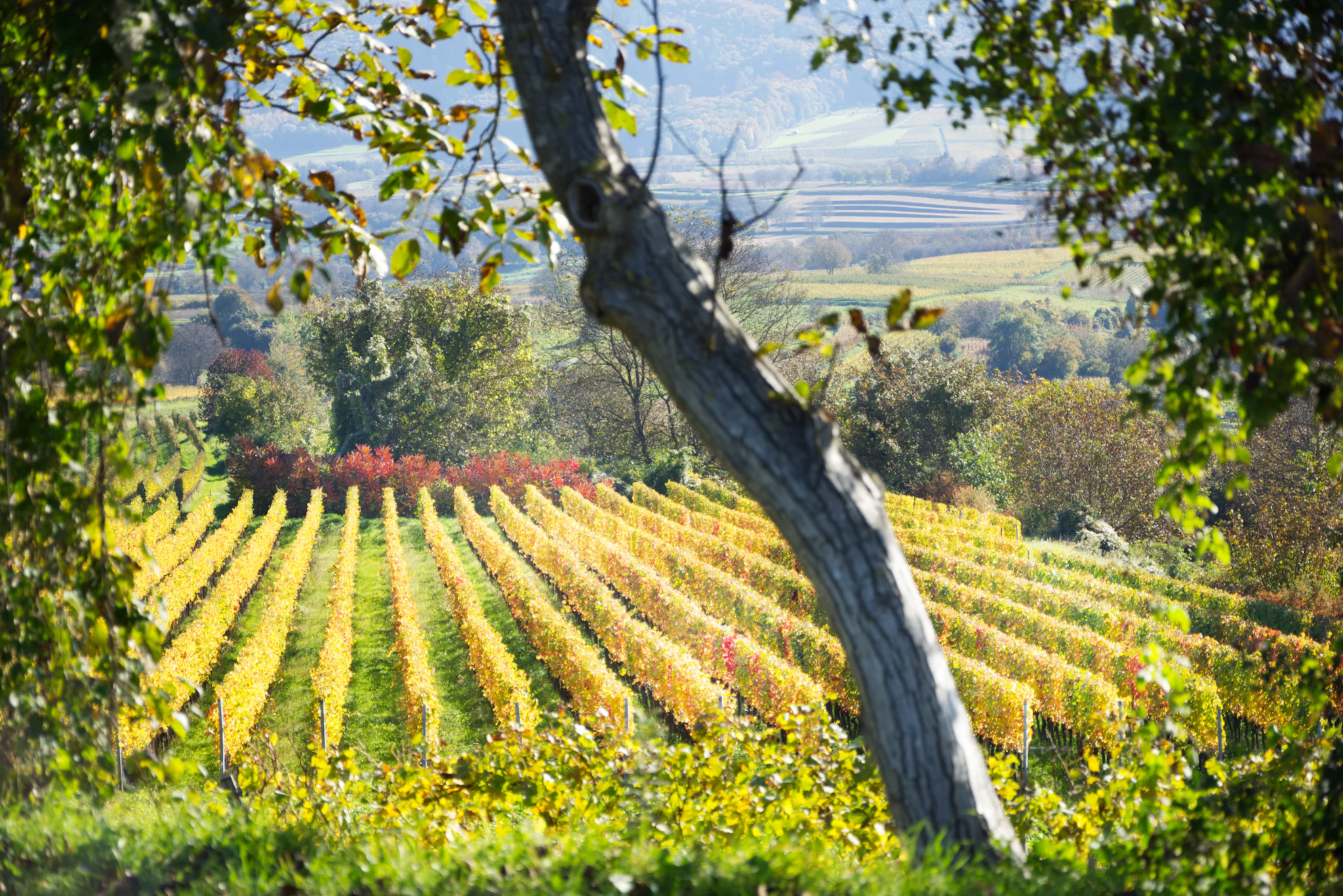 Soave