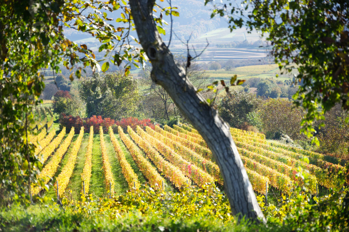 Soave