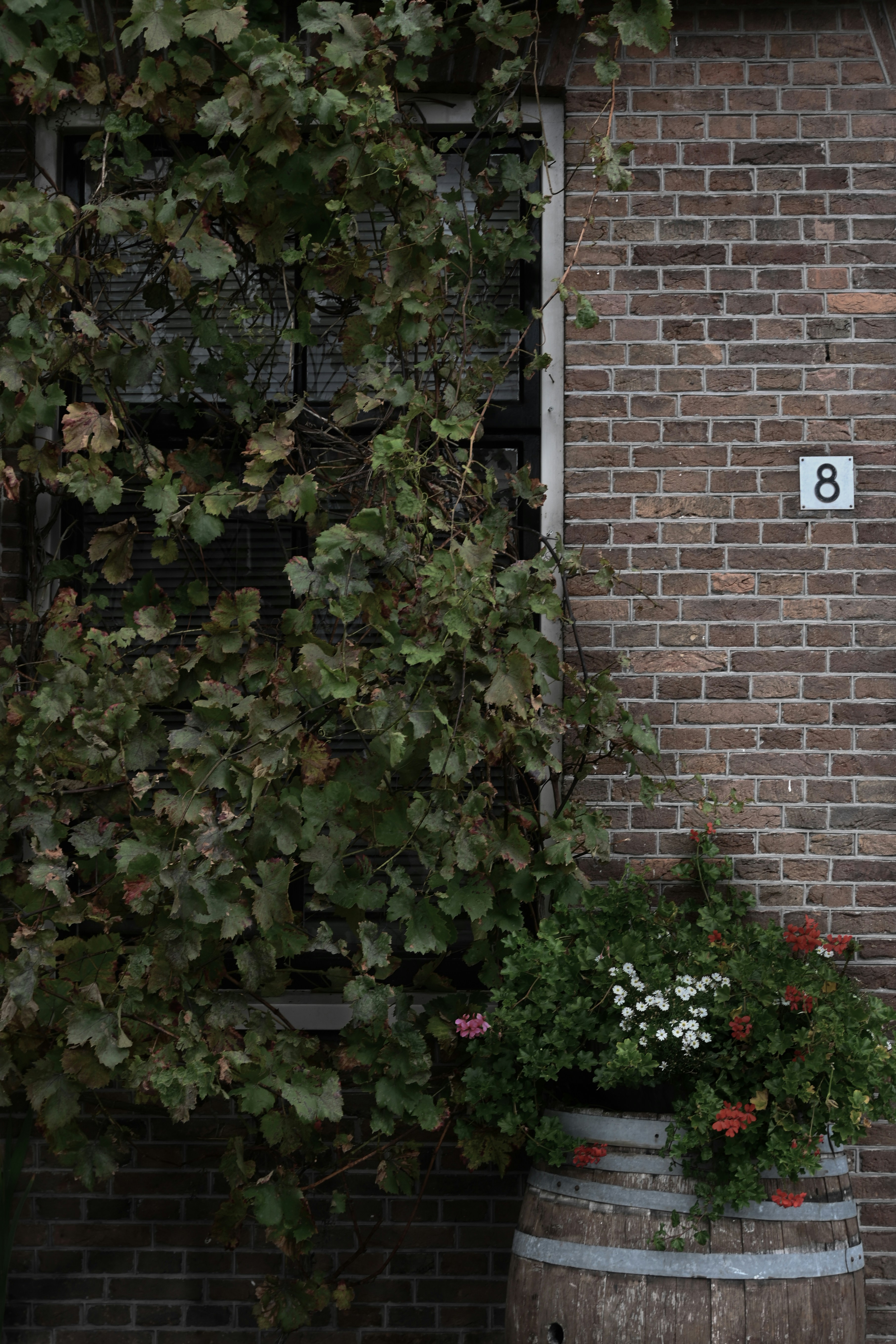 Brick wall with overgrown vines and flower barrel.