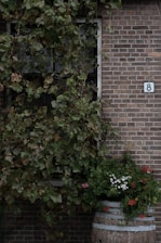Brick wall with overgrown vines and flower barrel.