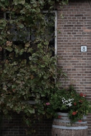 Brick wall with overgrown vines and flower barrel.