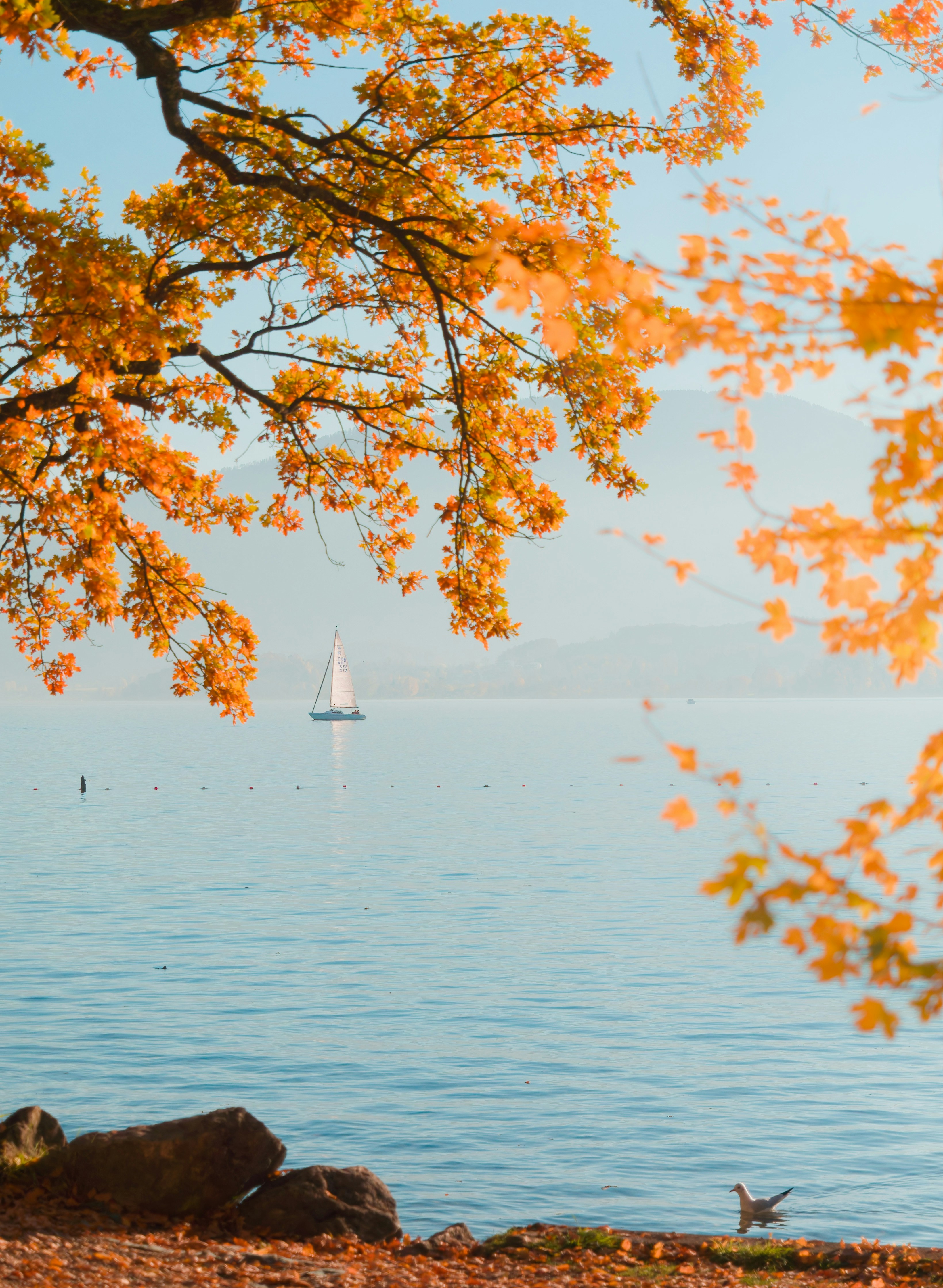Velero en un lago tranquilo enmarcado por hojas otoñales