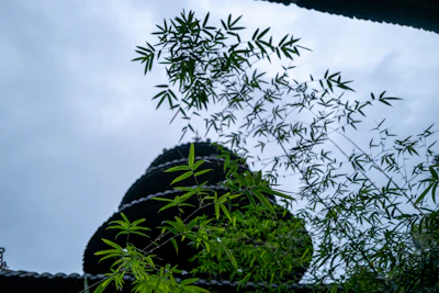 土壌診断