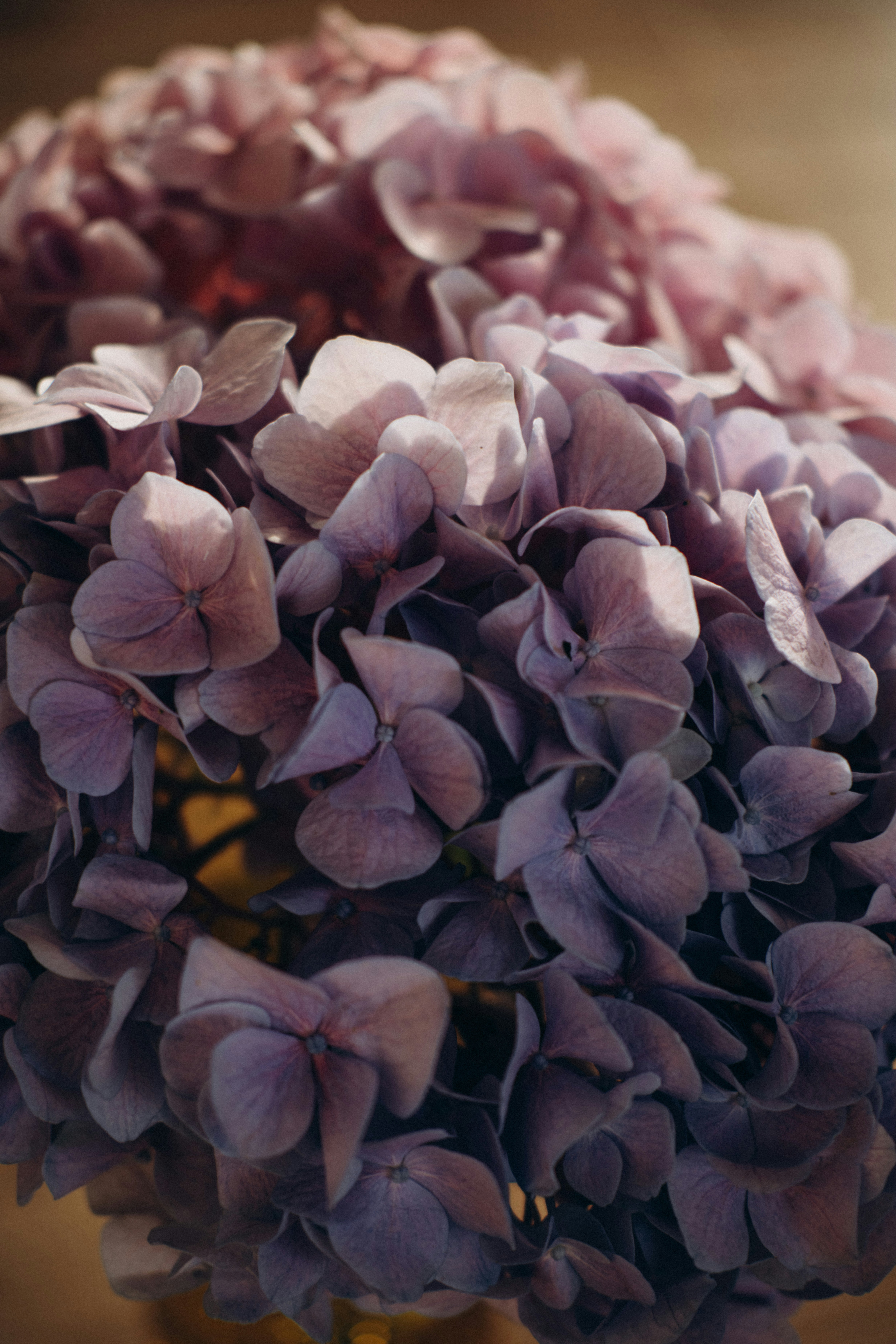Close-up of delicate purple hydrangea blossoms