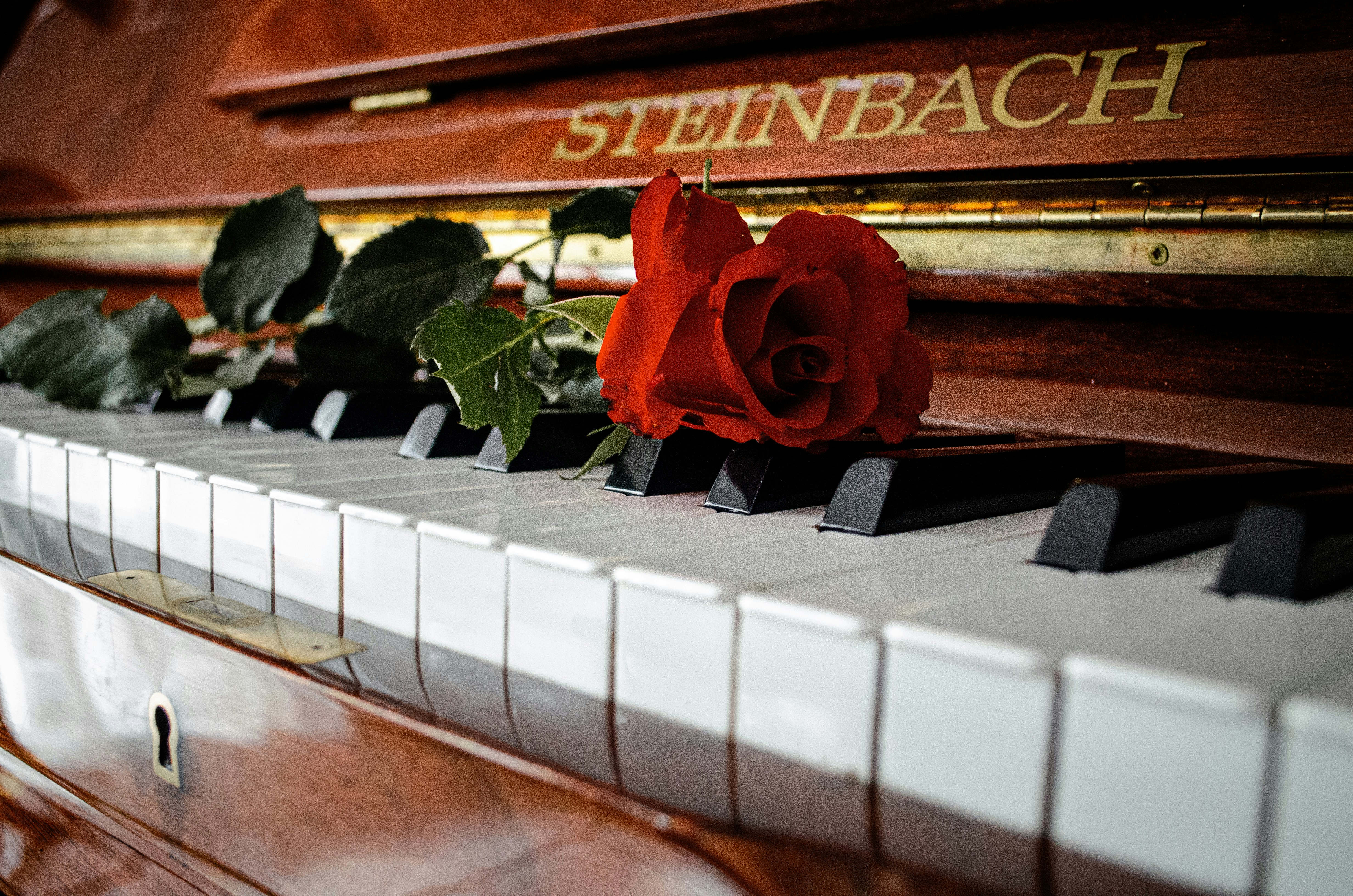 A red rose rests on a steinbach piano keyboard.