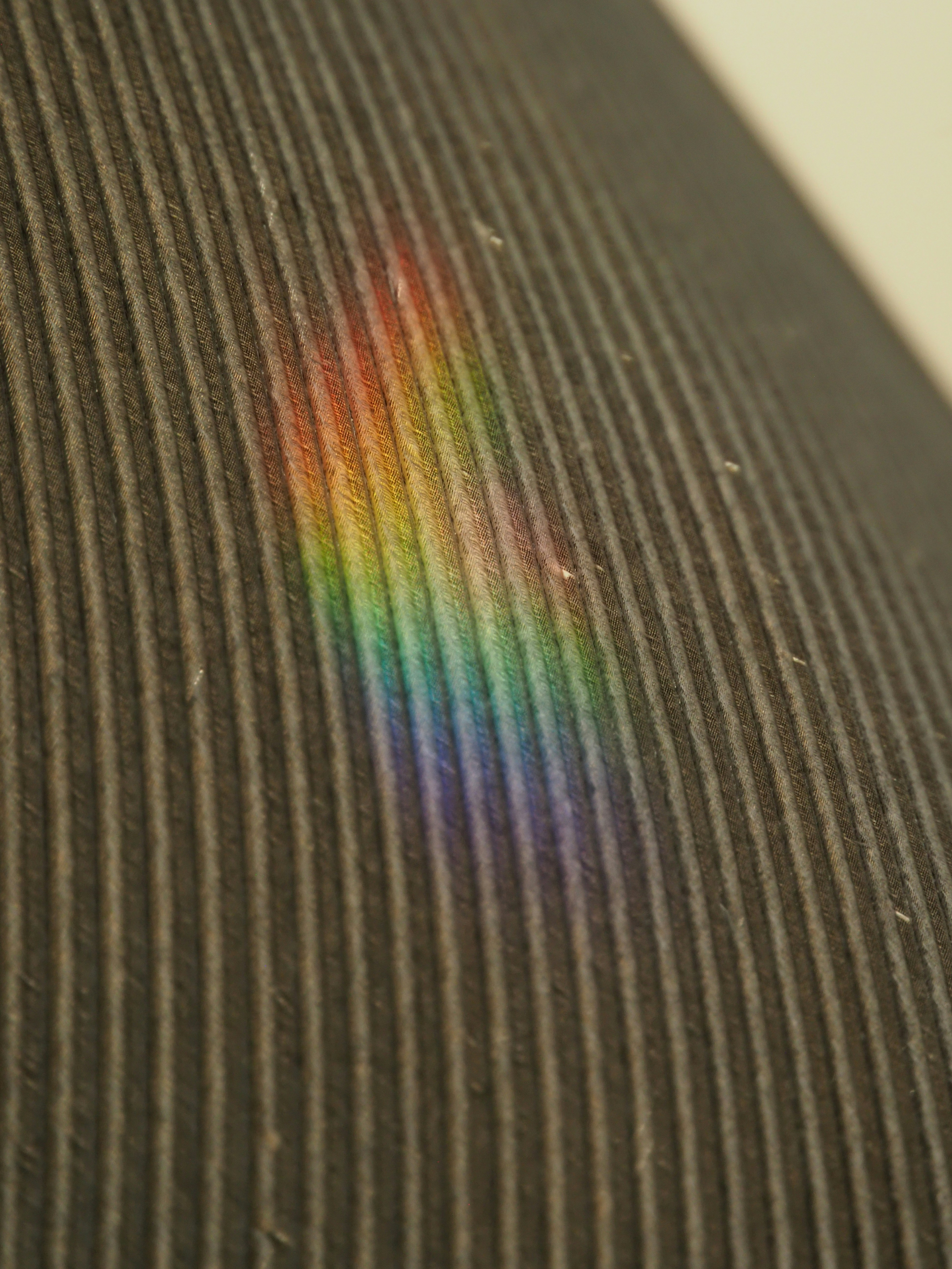 Refracted sunlight on a pigeon's tail feather.
