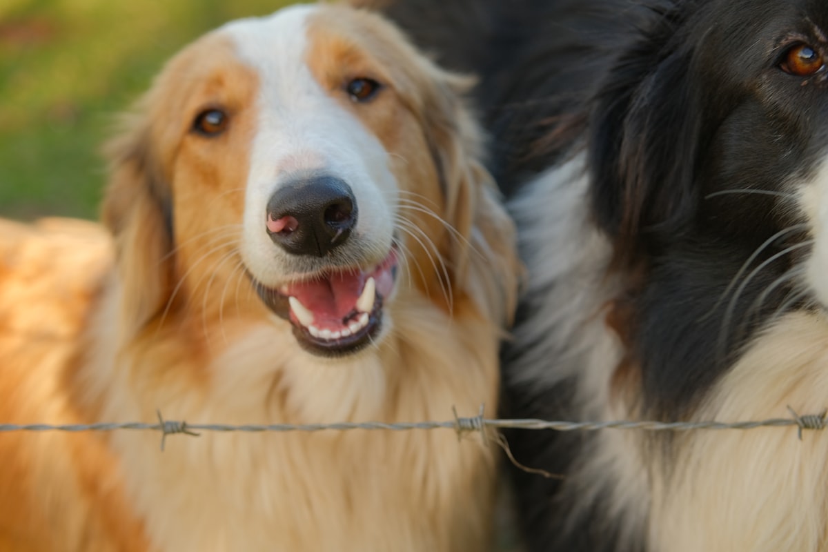 A well-behaved dog relaxing at home
