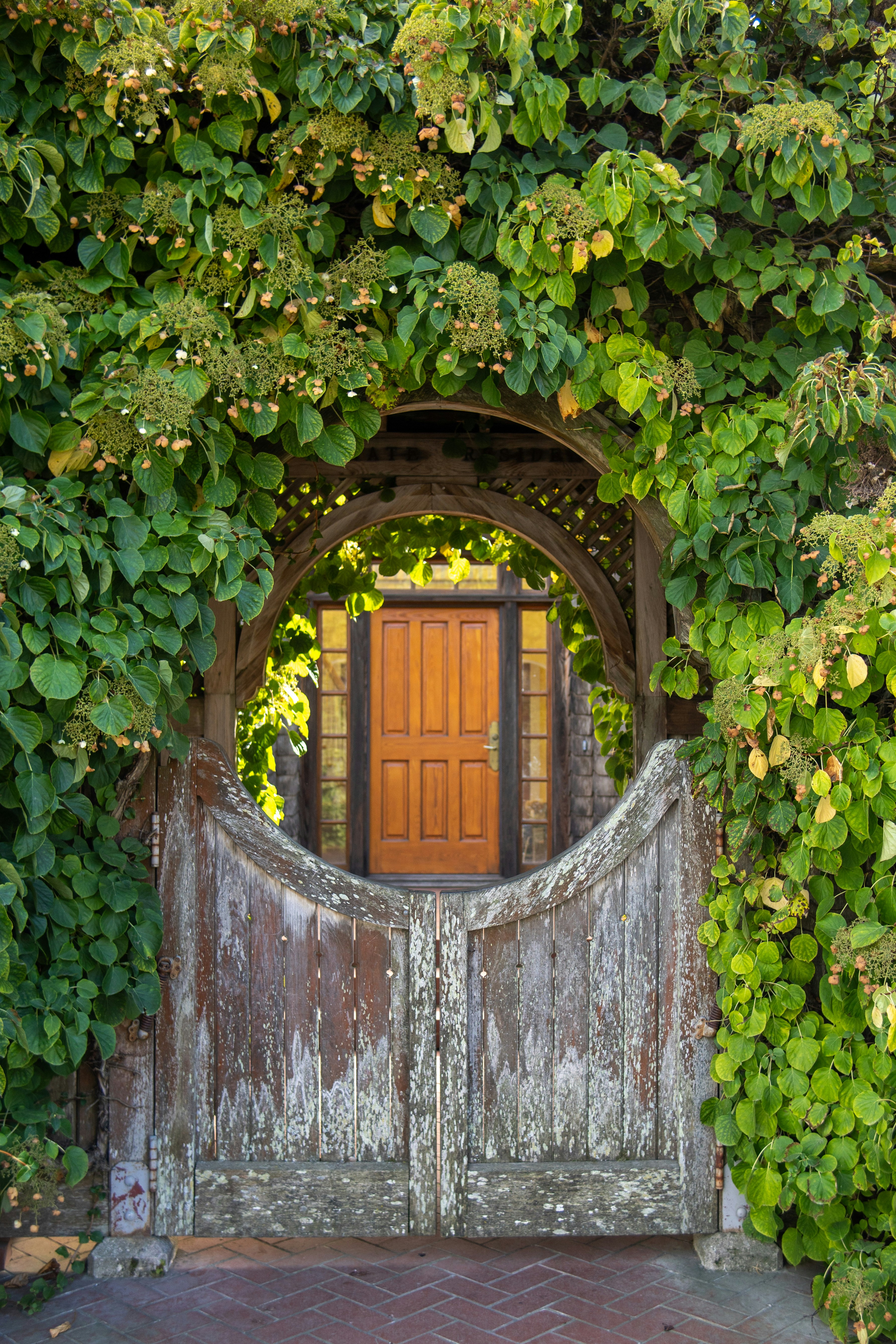 Photo by barnabaspiper