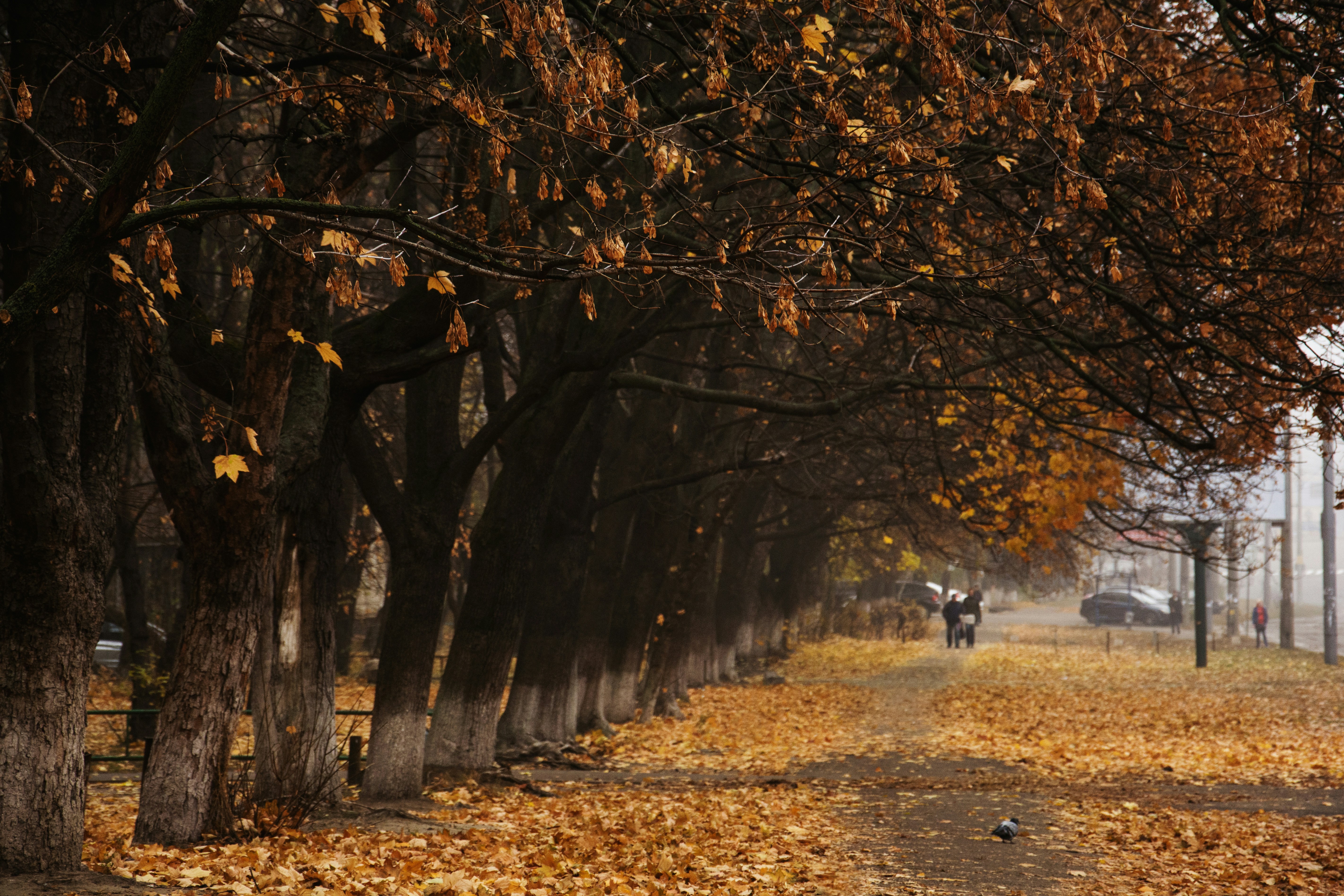 Autumn trees line a path covered in fallen leaves.