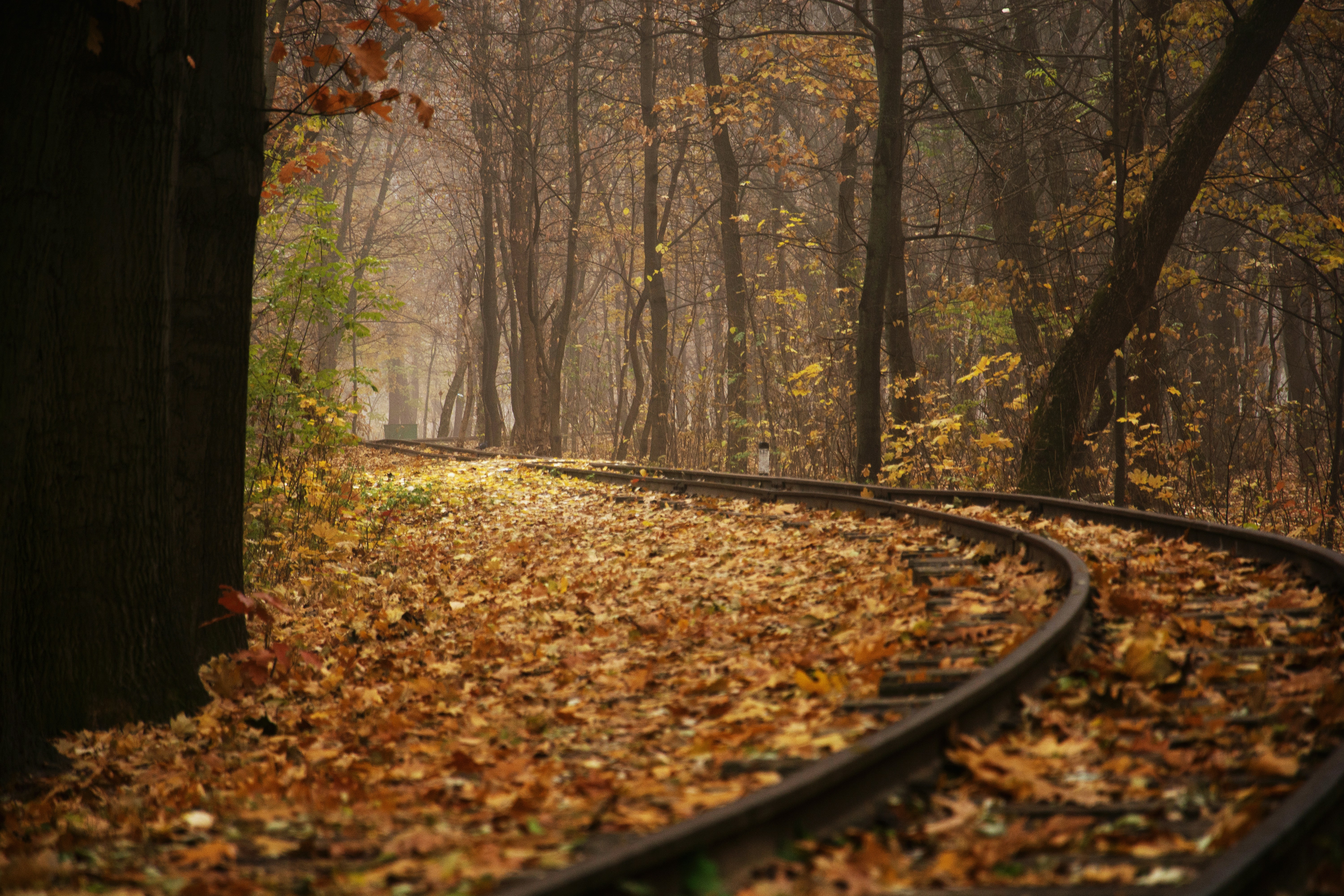 Train tracks curve through autumn forest covered in leaves