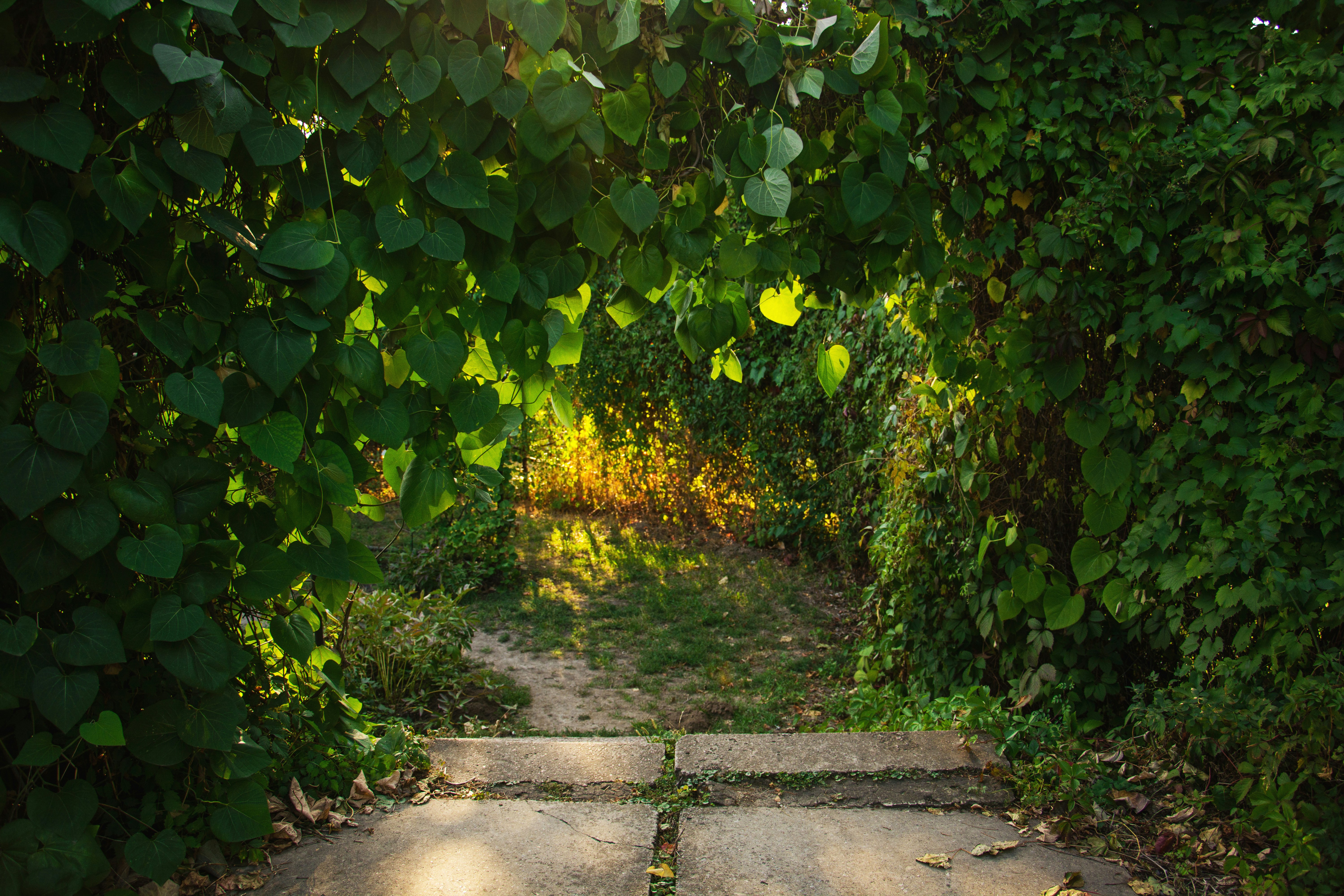 Sunlight streams through lush green foliage onto a path.