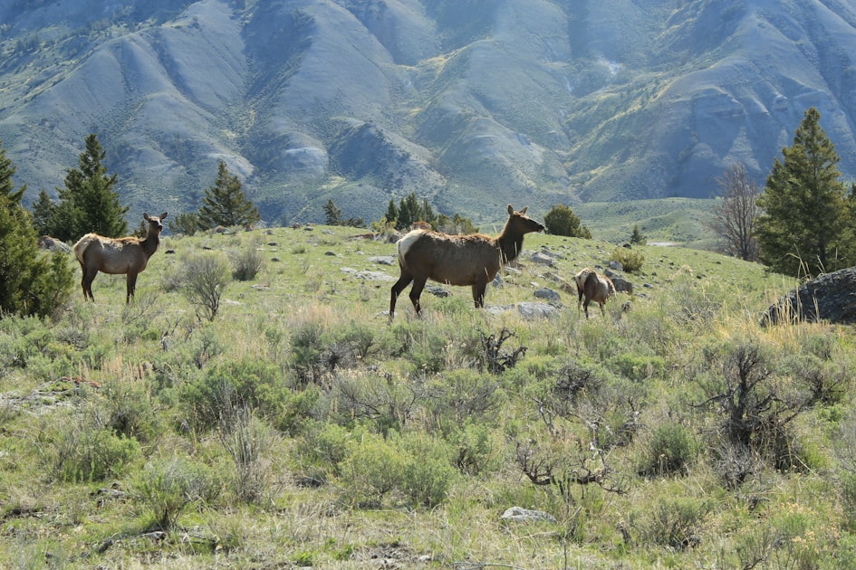 Bull elk on a steep mountain slope in the backcountry — prime terrain where proper field dressing and pack-out technique matters most