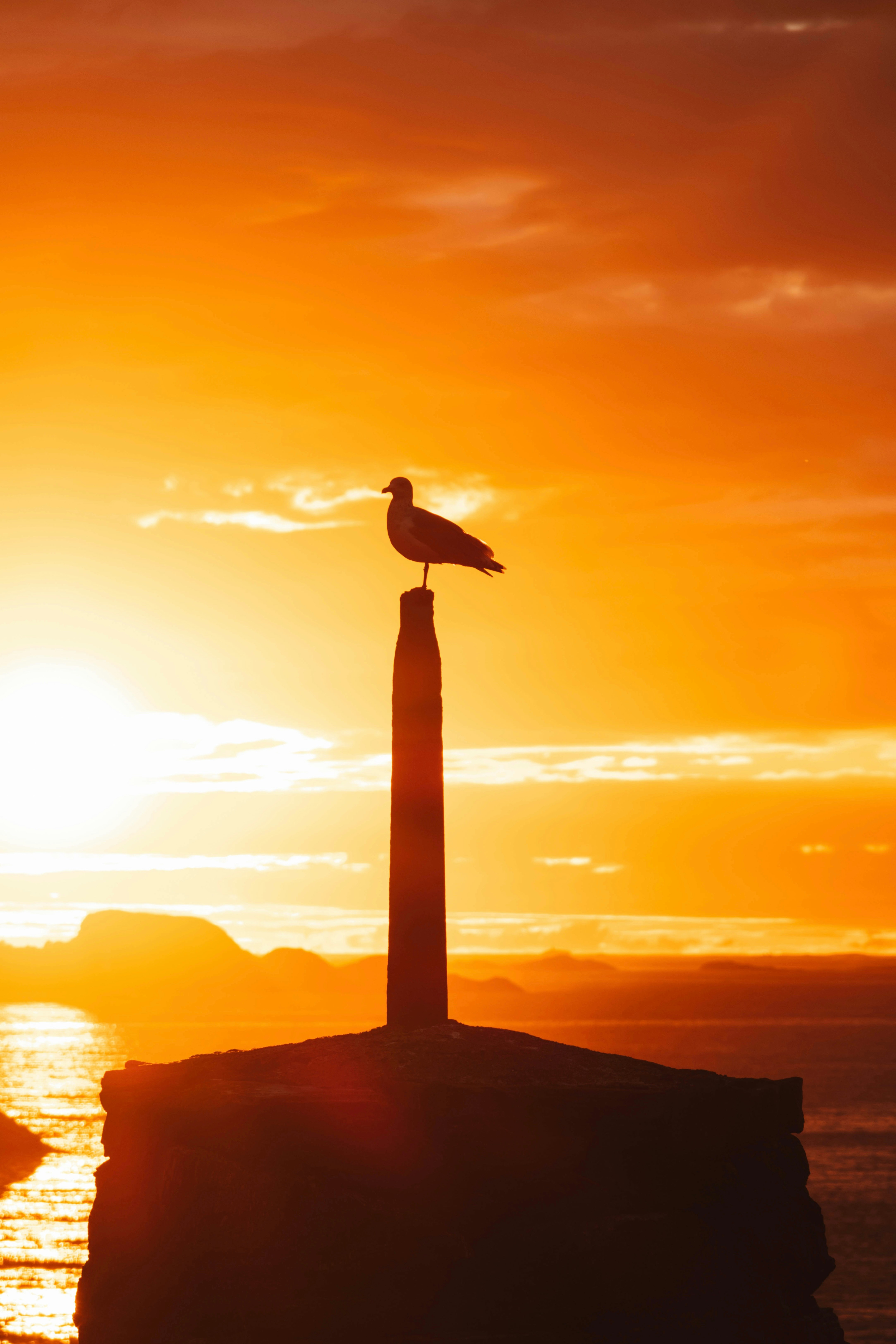 Seagull perched on post at sunset