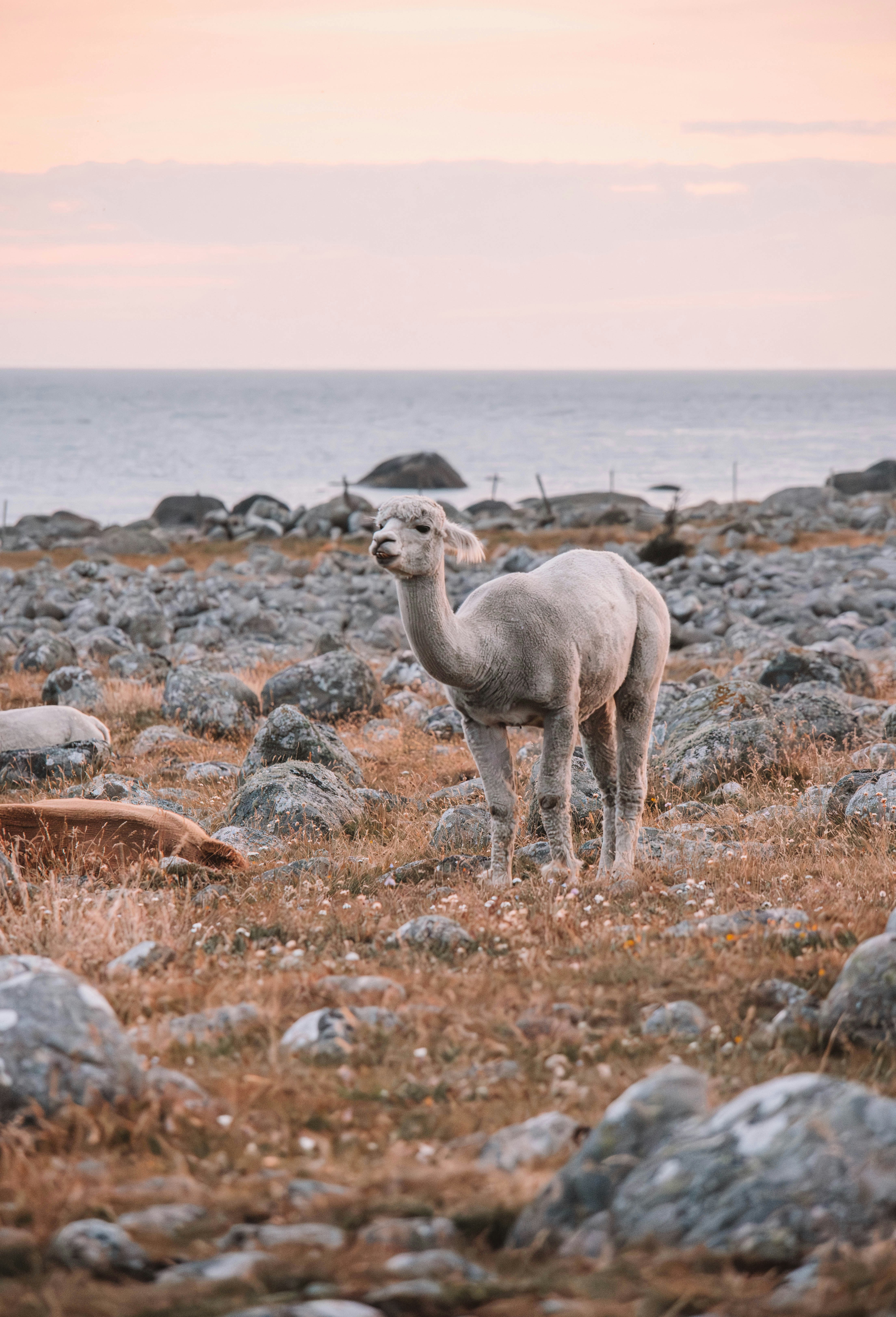 An alpaca stands on a rocky shore near the ocean.