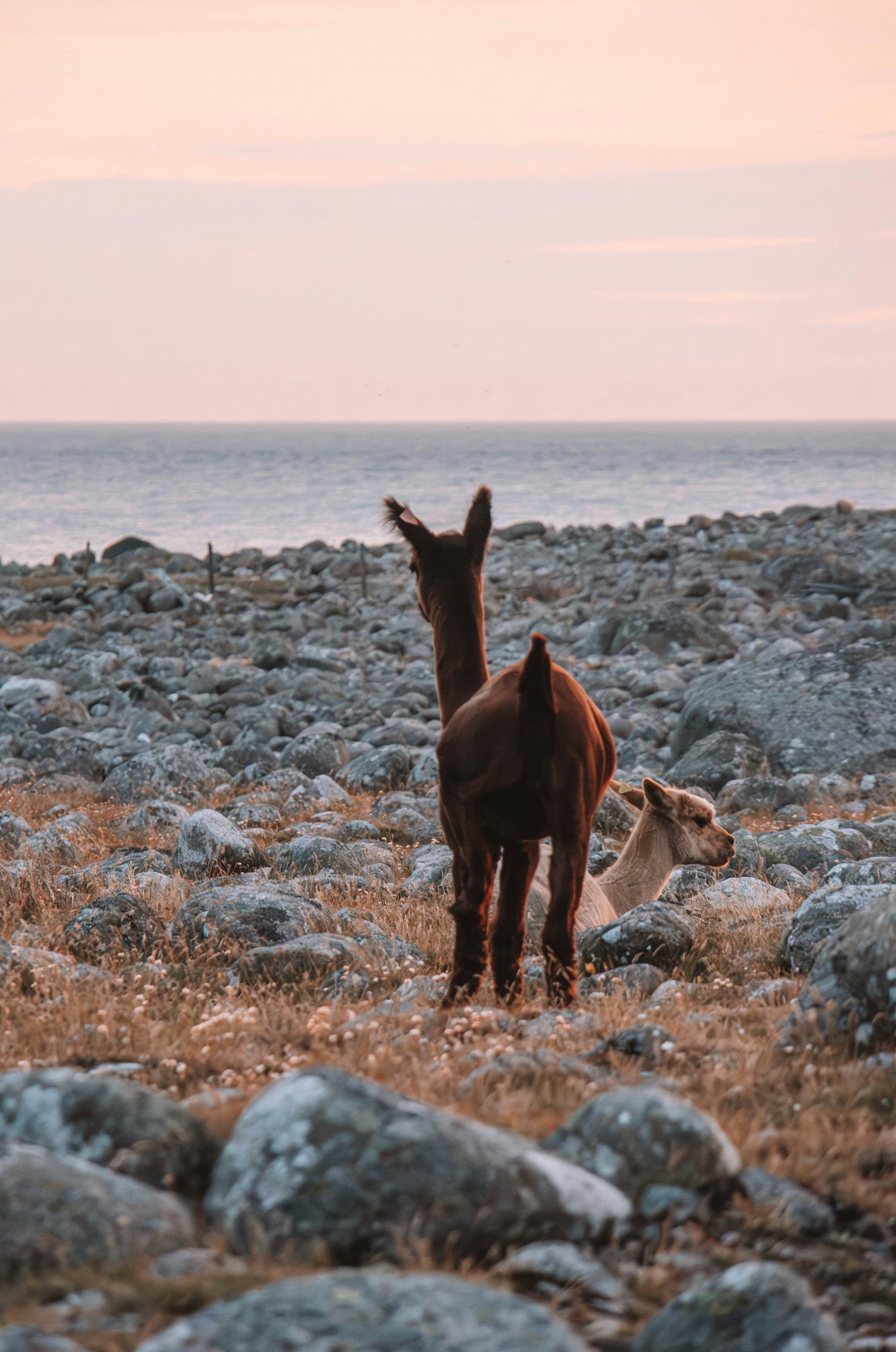 Two alpacas stand on a rocky shore at sunset.