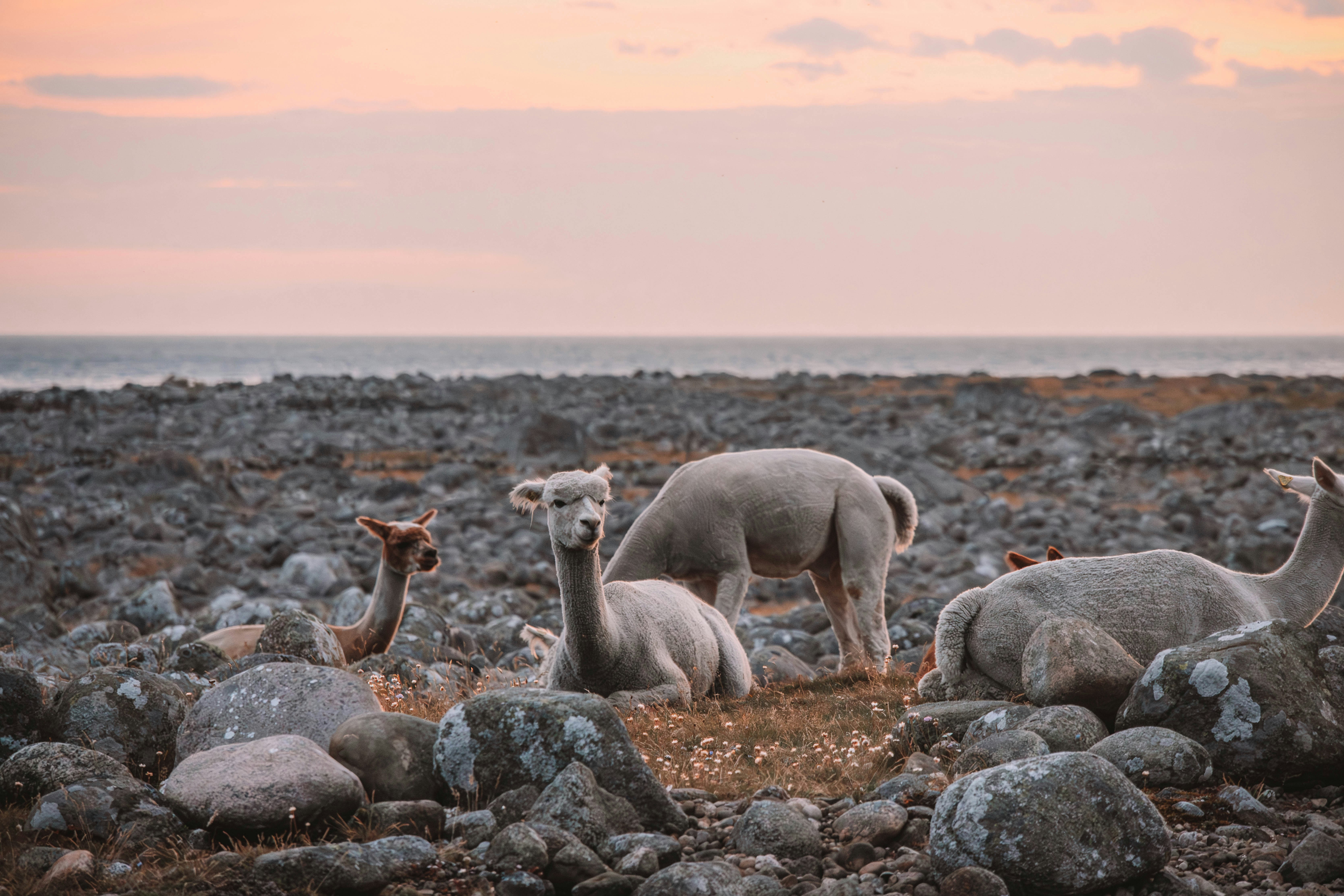 Alpacas resting on a rocky shore at sunset.