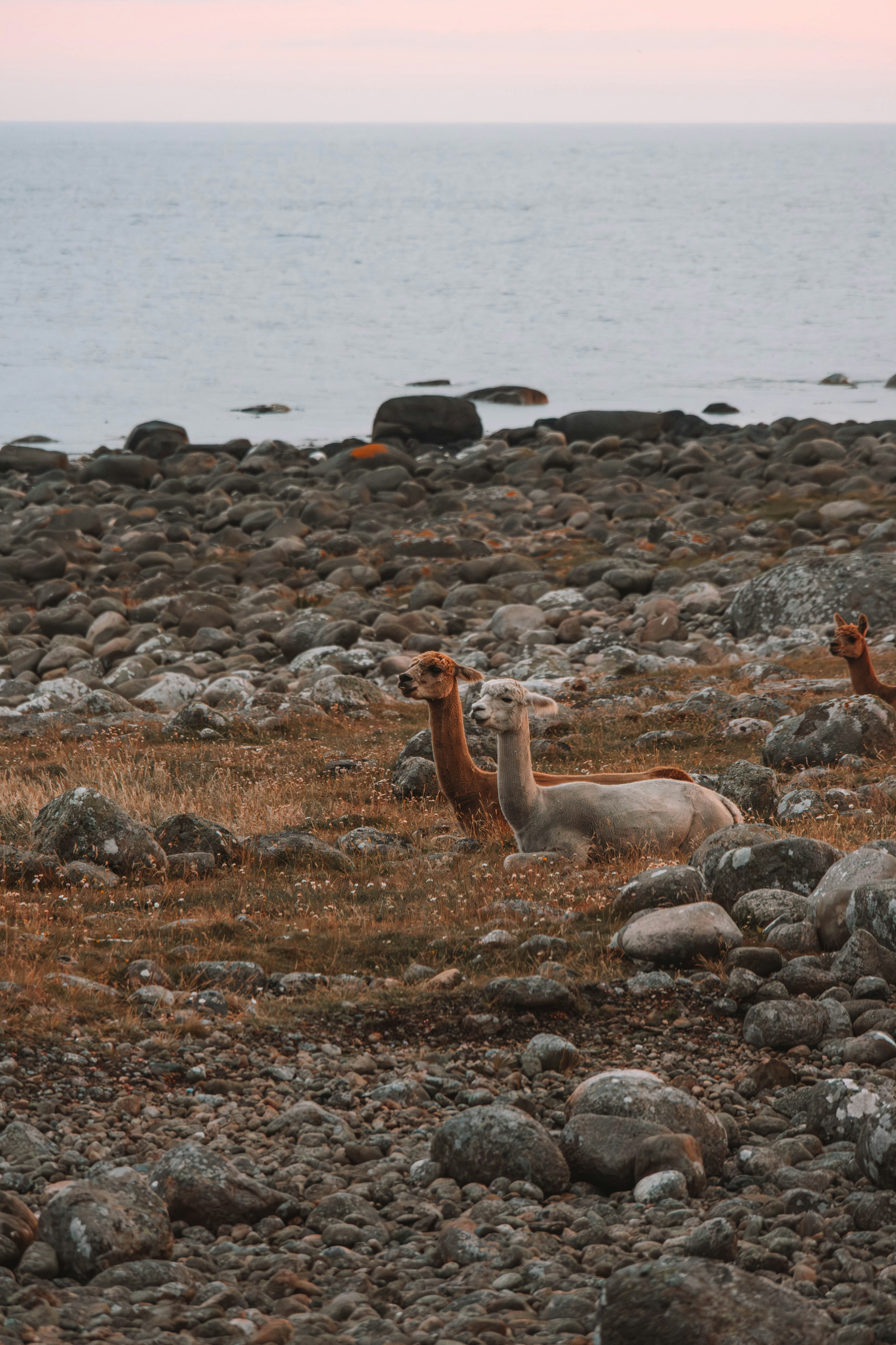 Two alpacas resting on a rocky shore by the ocean.