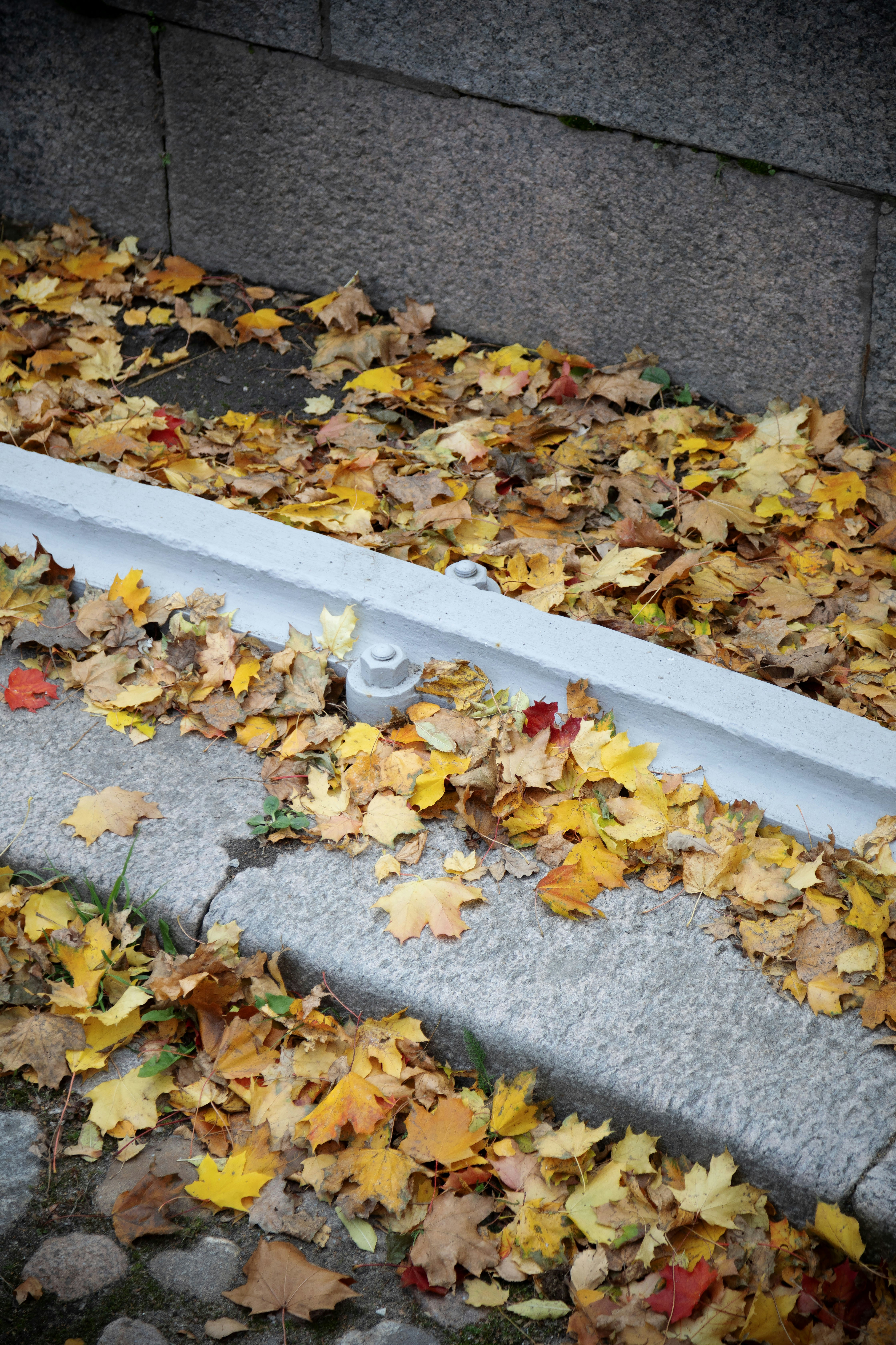 fall leaves gutters