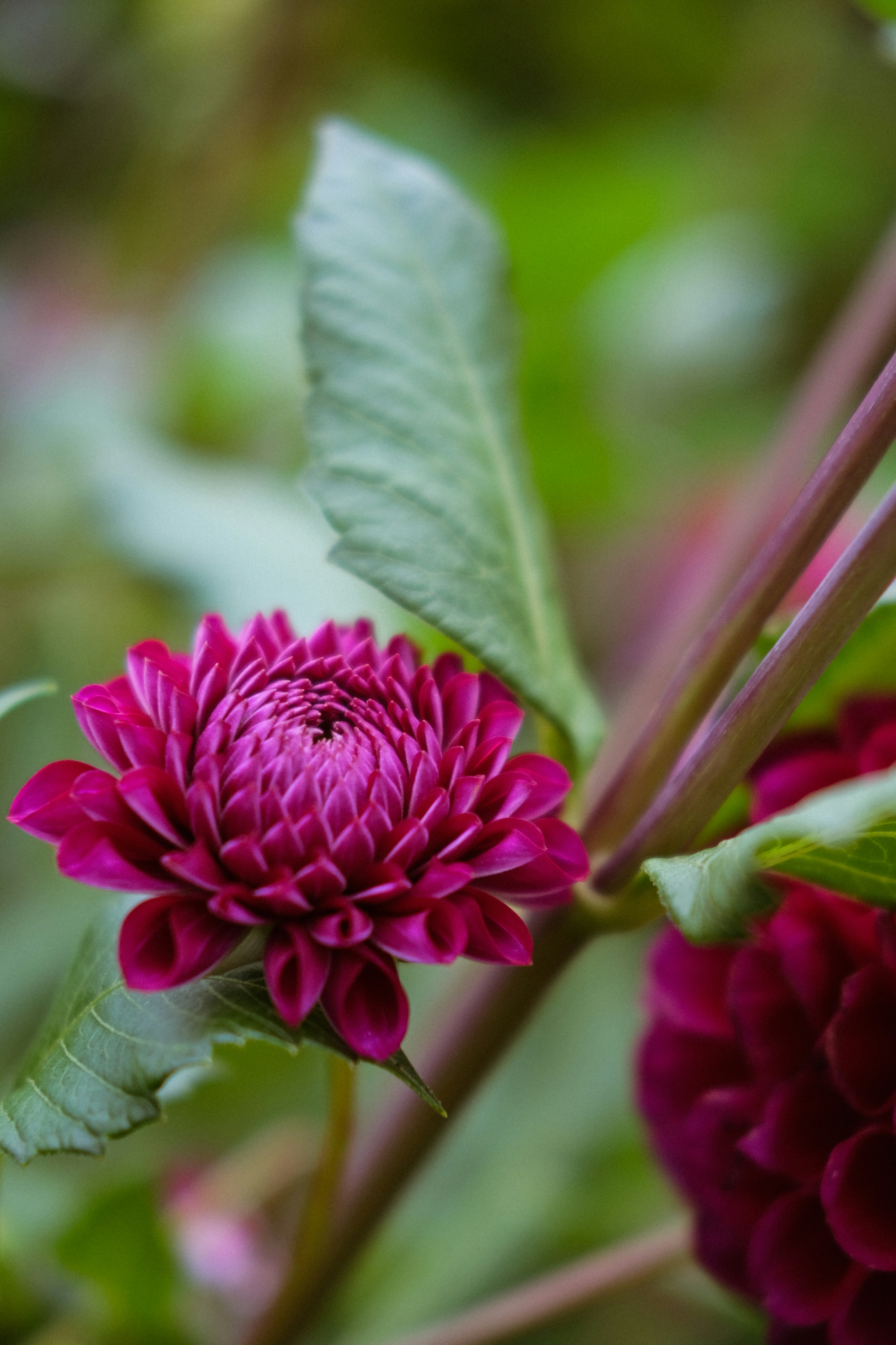 Eine Nahaufnahme einer leuchtend rosa Dahlienblüte.