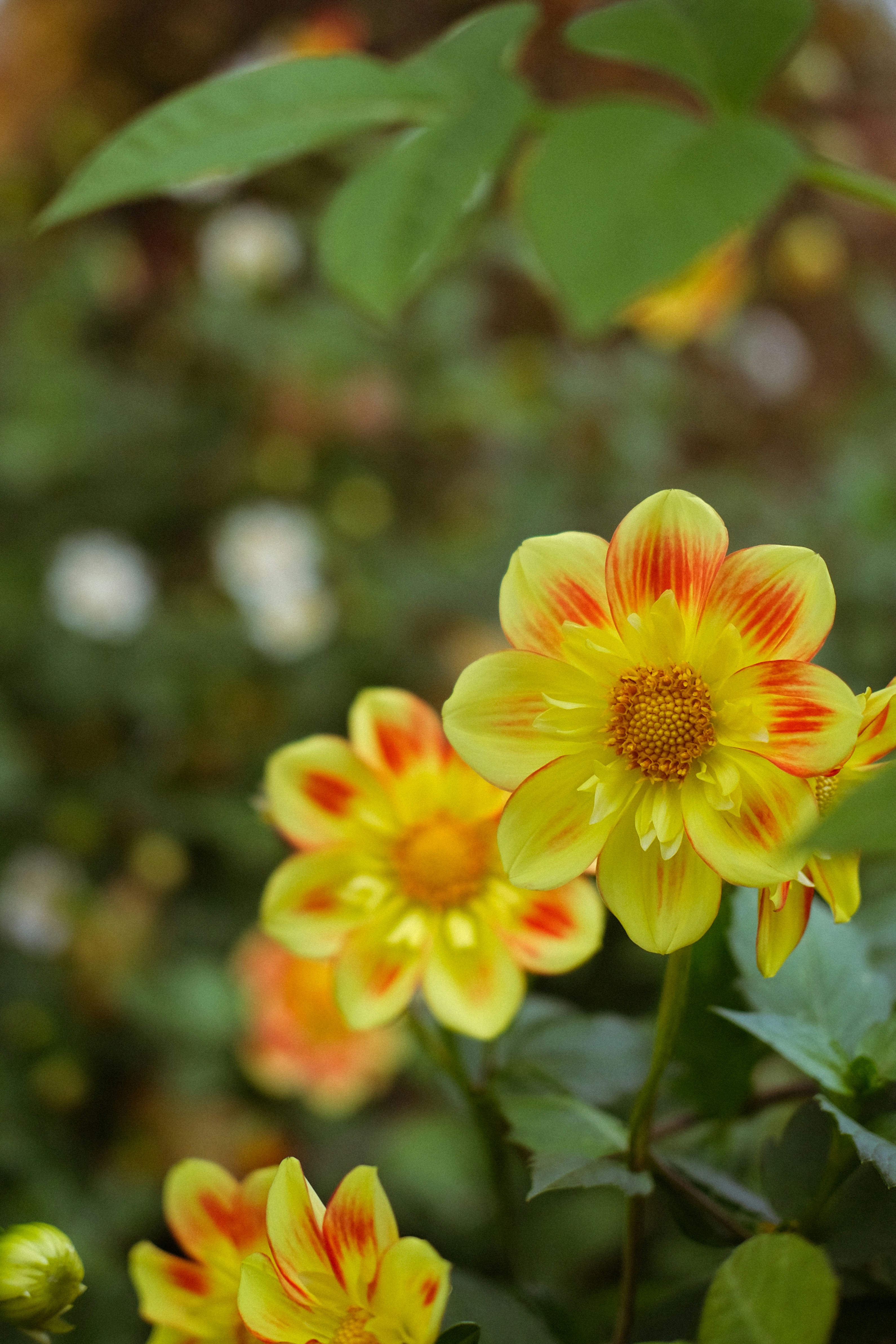 Gelbe und rote Dahlien, die in einem Garten blühen.