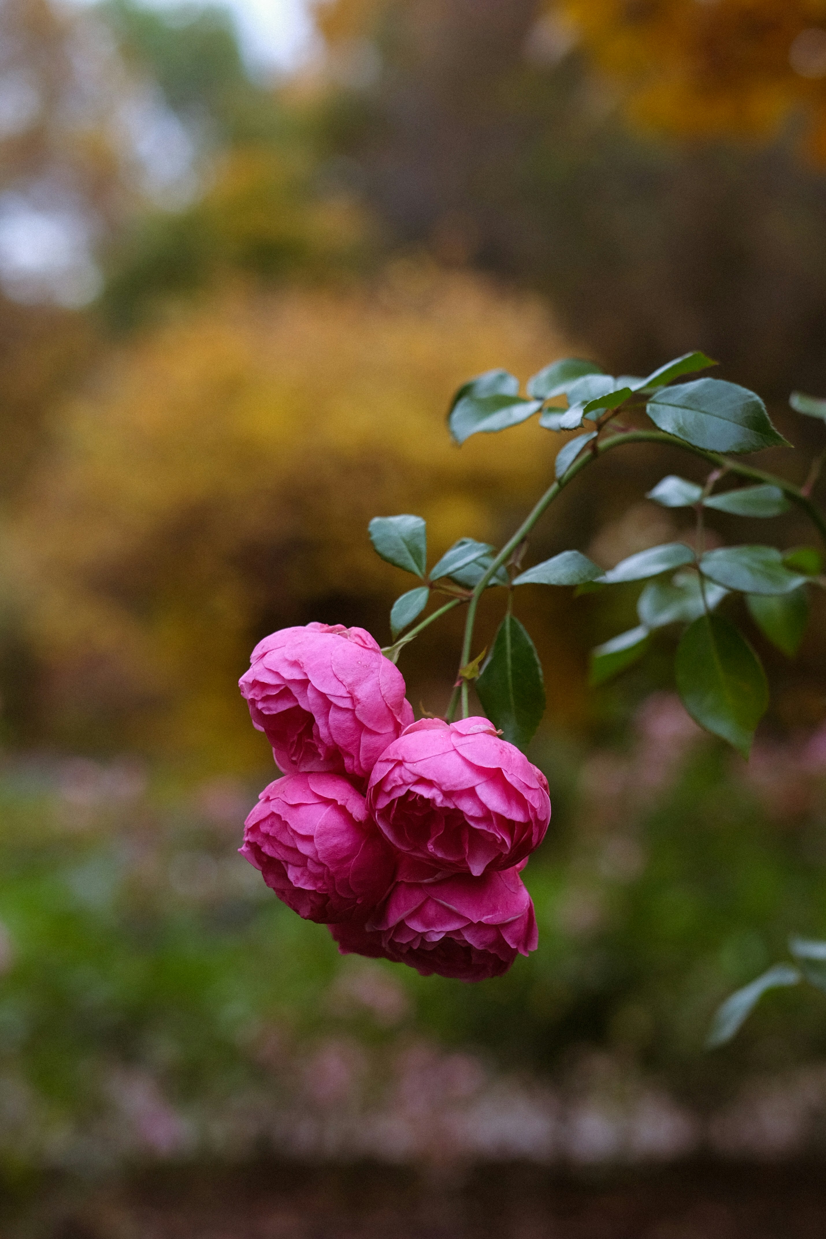 Rosa Rosen auf einem Zweig mit verschwommenem Herbsthintergrund