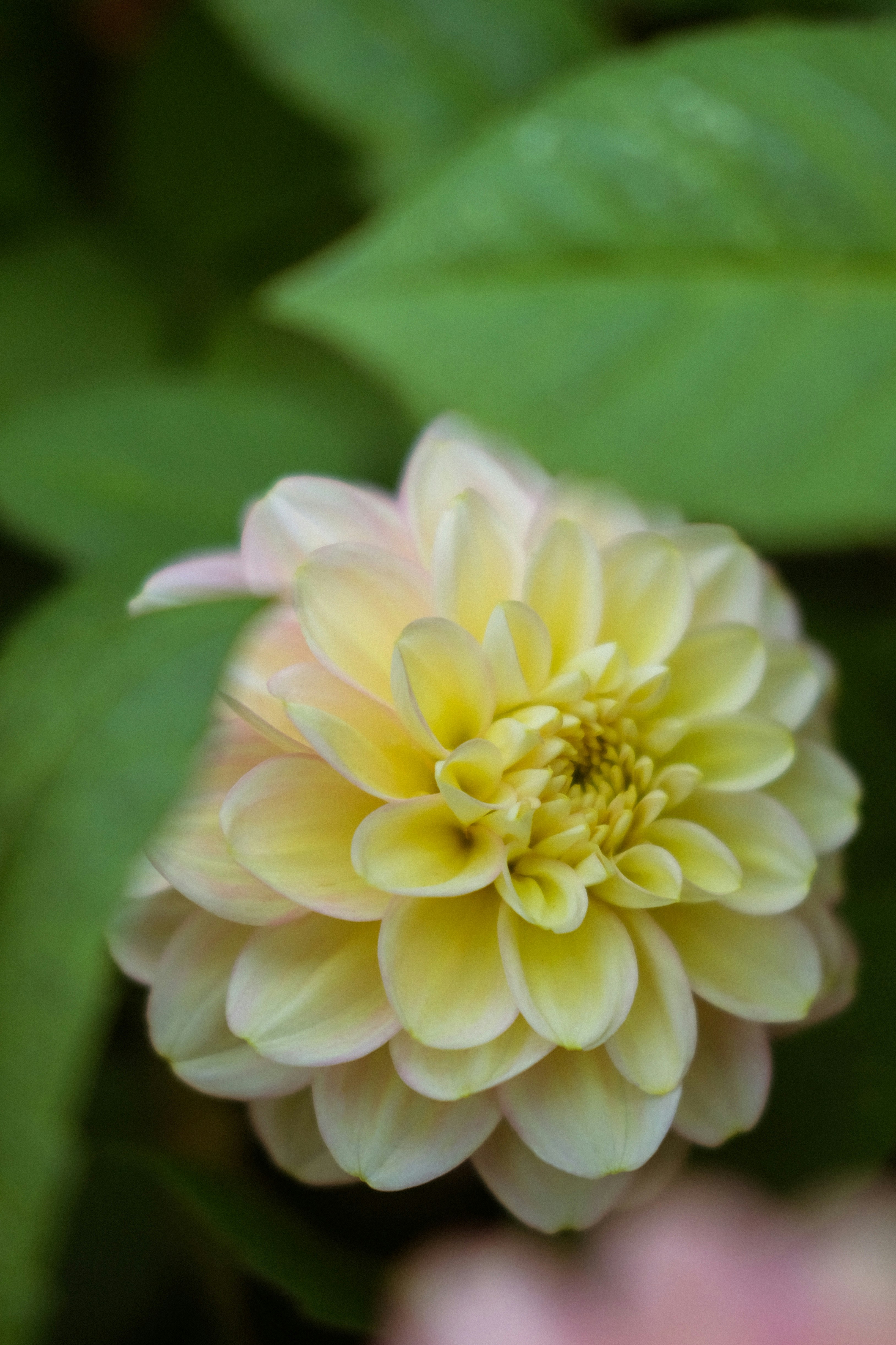 Eine blassgelbe Dahlienblüte blüht mit grünen Blättern.