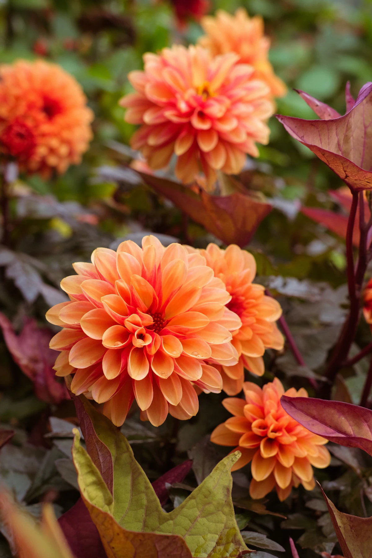 Several bright orange dahlia flowers bloom in the garden