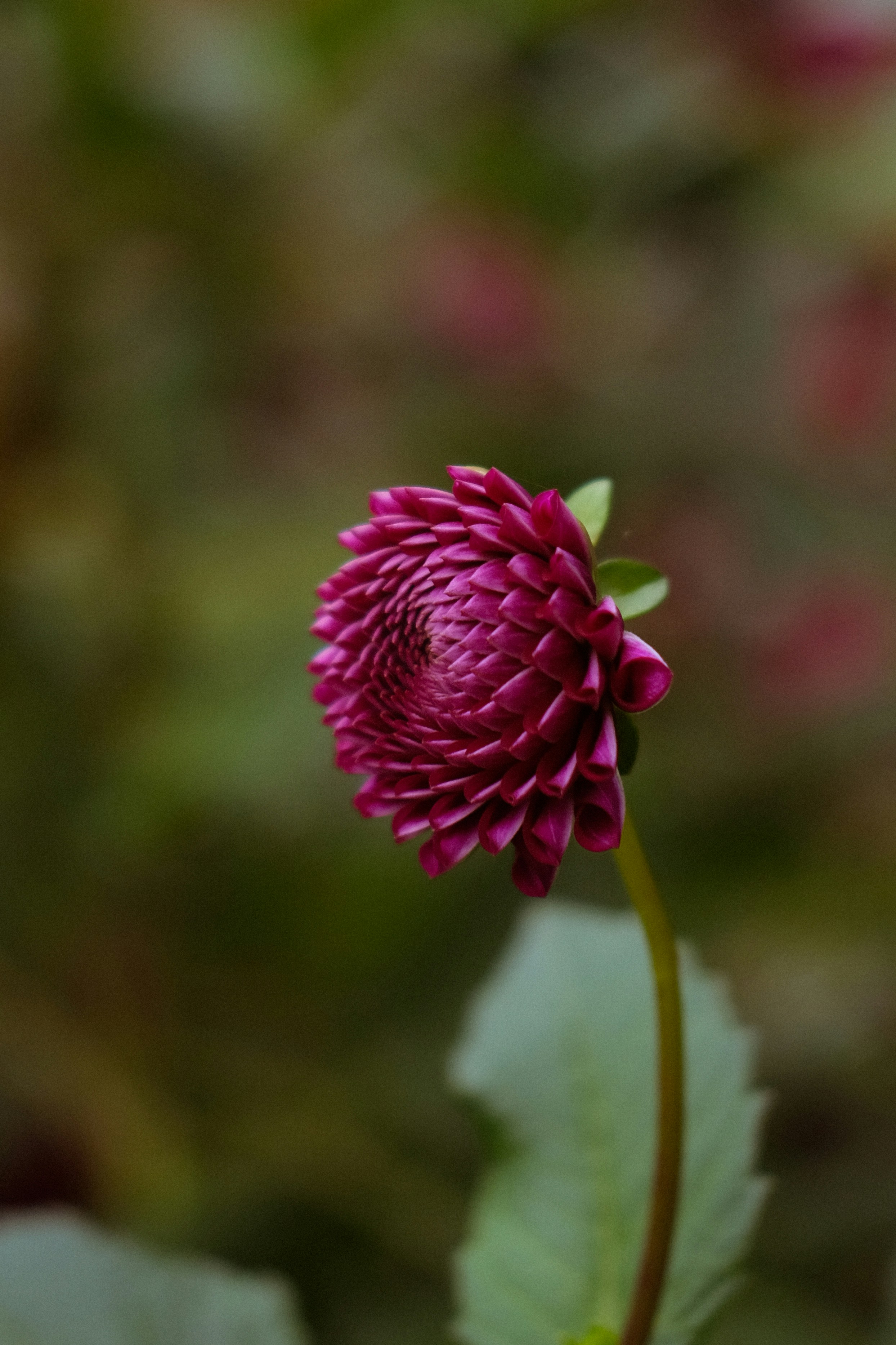 Eine leuchtend rosa Dahlienblüte, die ihre Blütenblätter entfaltet.