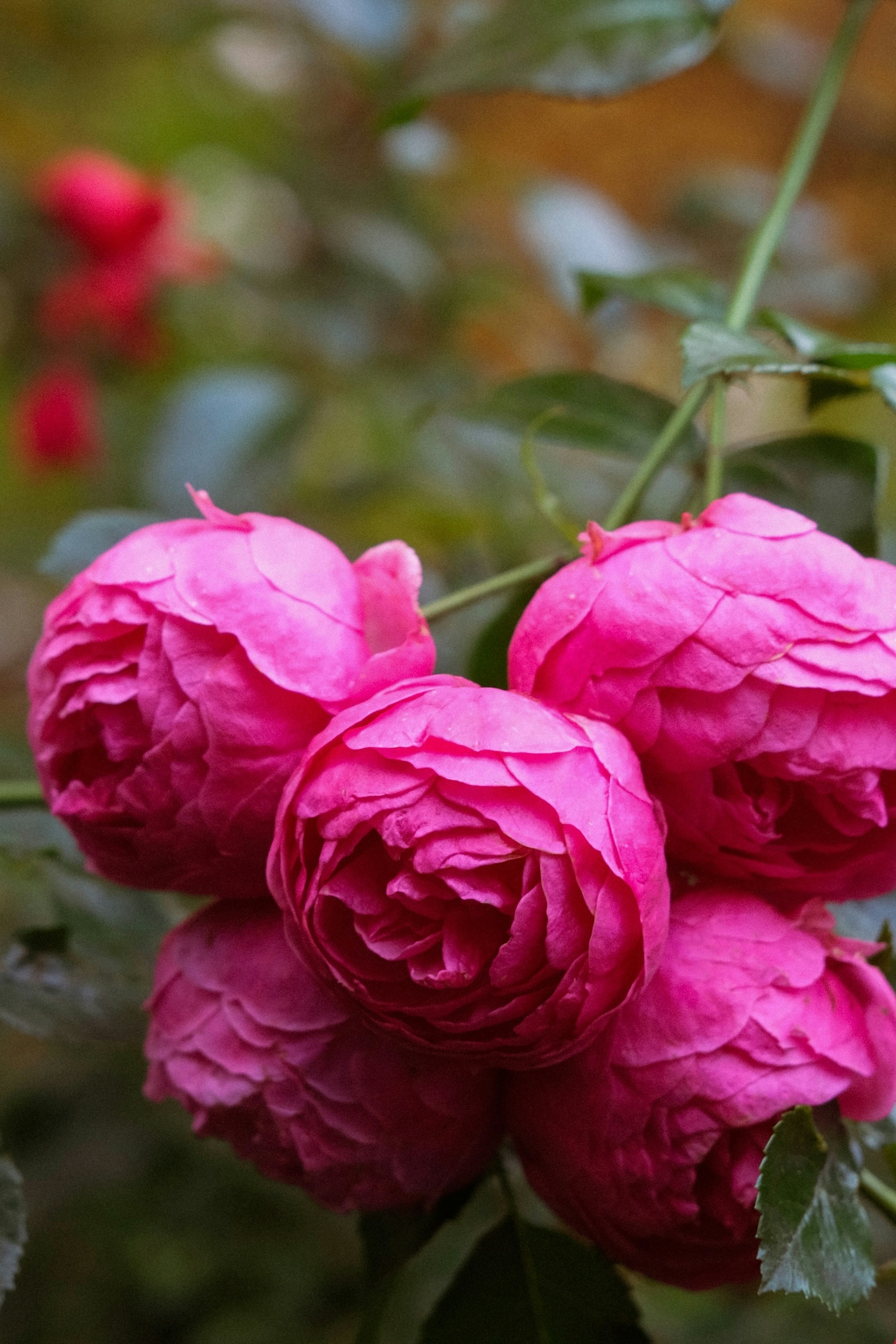 Eine Traube leuchtend rosa Rosen an einem Ast.