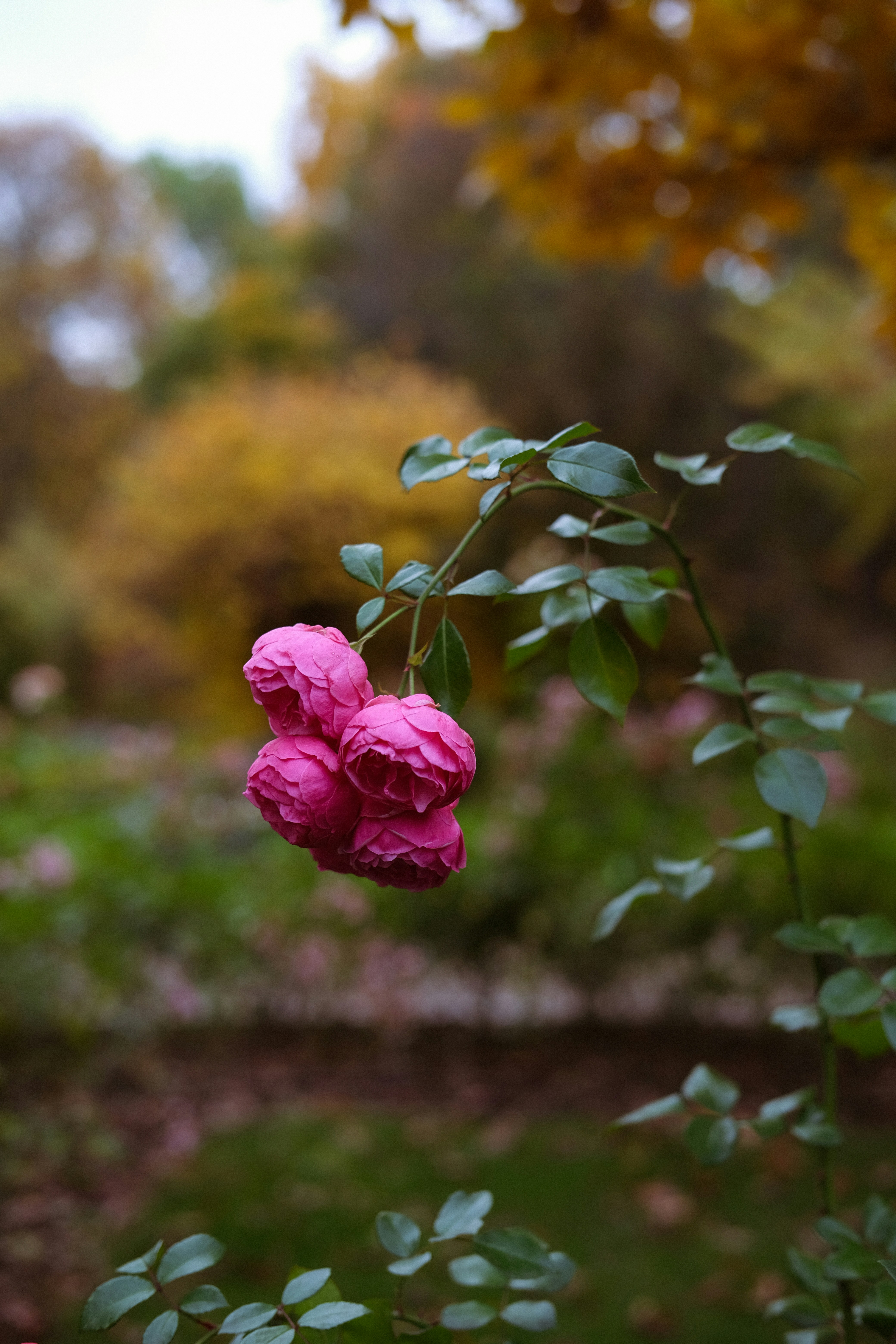 Strauß rosa Rosen mit Herbstlaubhintergrund