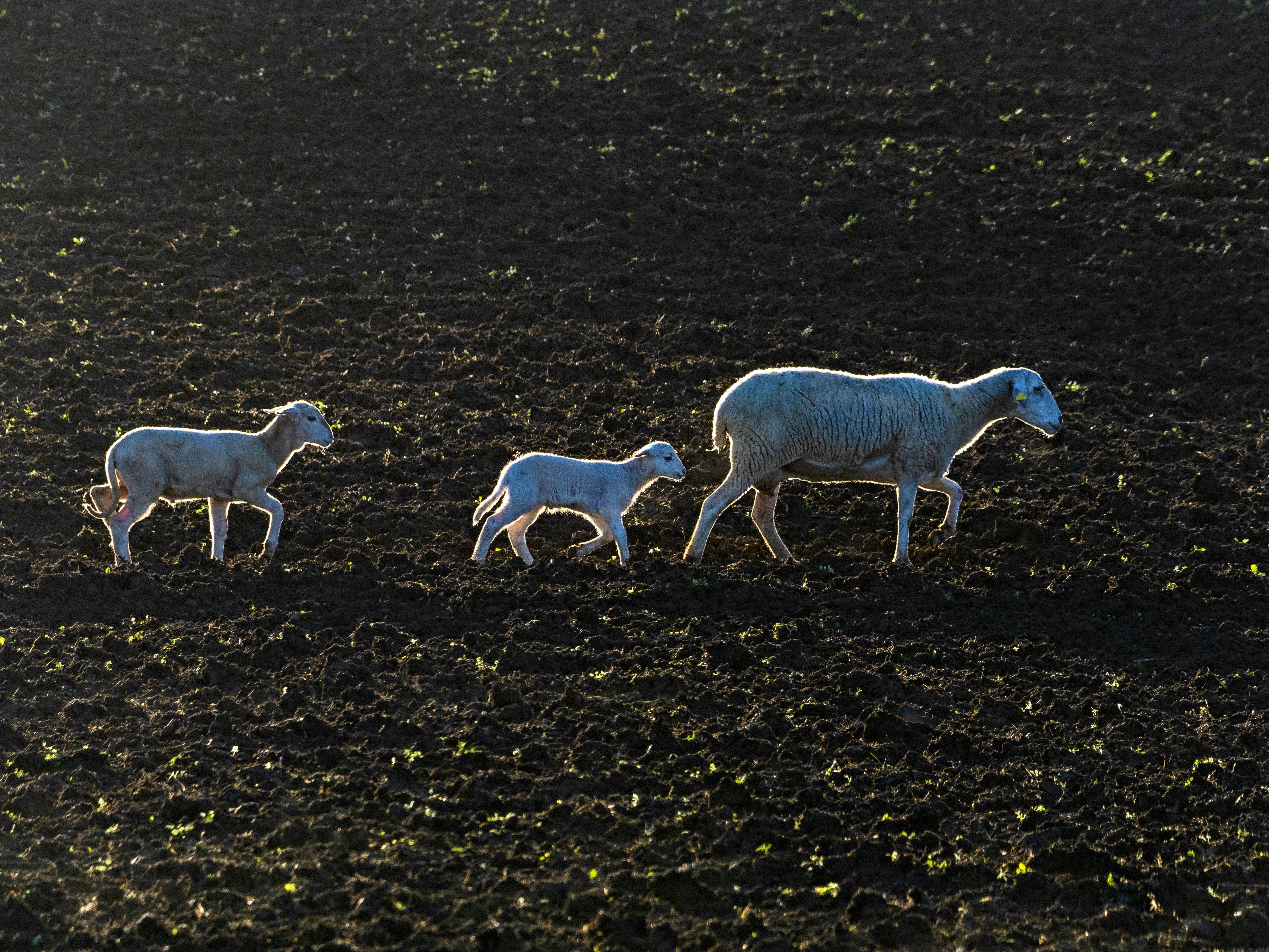 DIY Household Management Templates for Content Creators